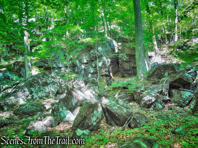 Salt Hill State Forest