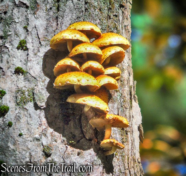 Old Minnewaska Trail - Mohonk Preserve