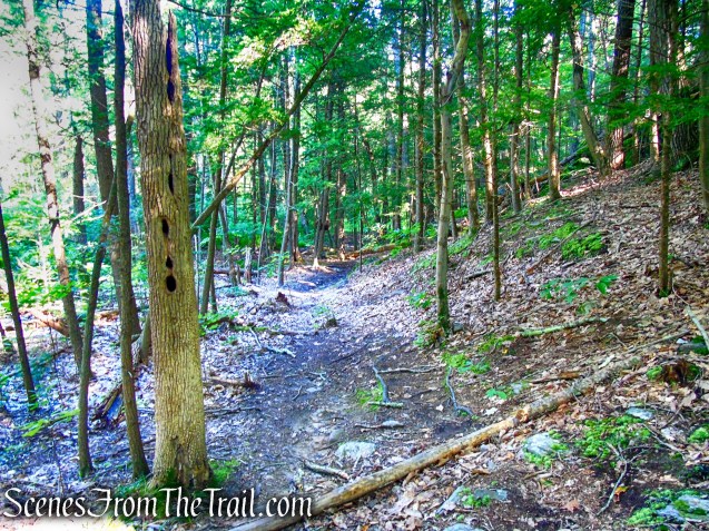unmarked trail - Little-Laurel Lime Ridge Park