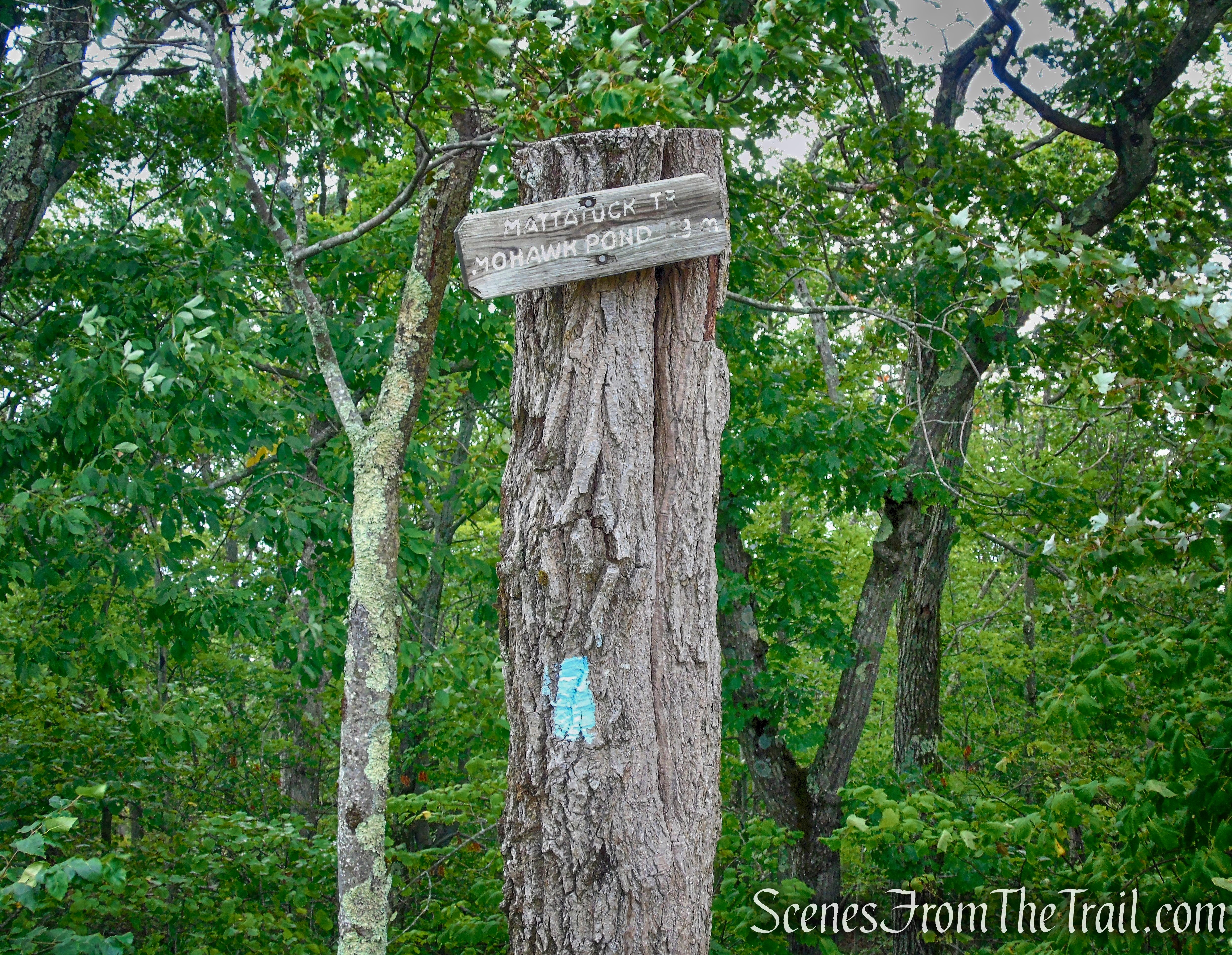 Mattatuck Trail - Mohawk State Forest