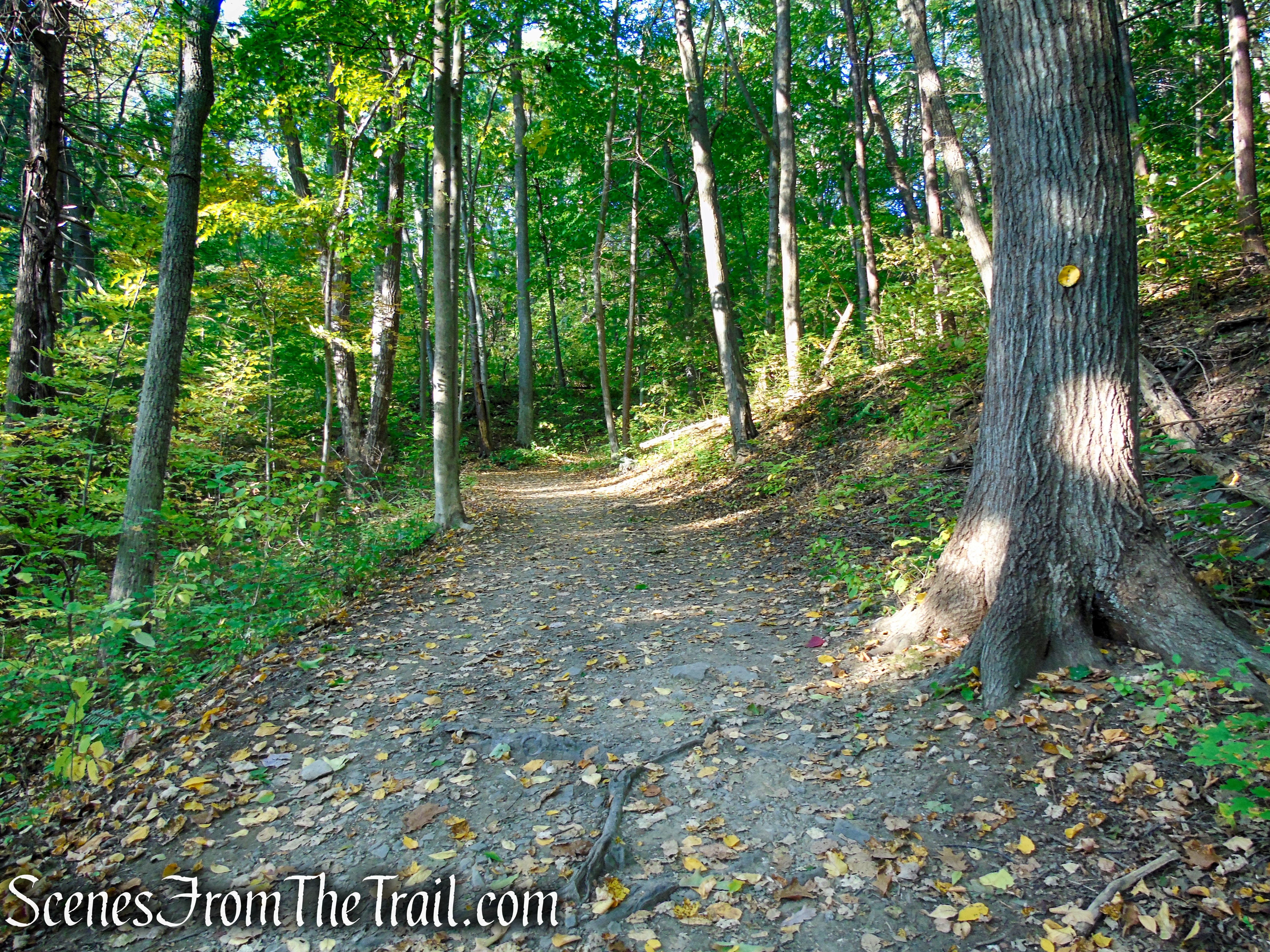 Yellow Circle Trail - Ferncliff Forest