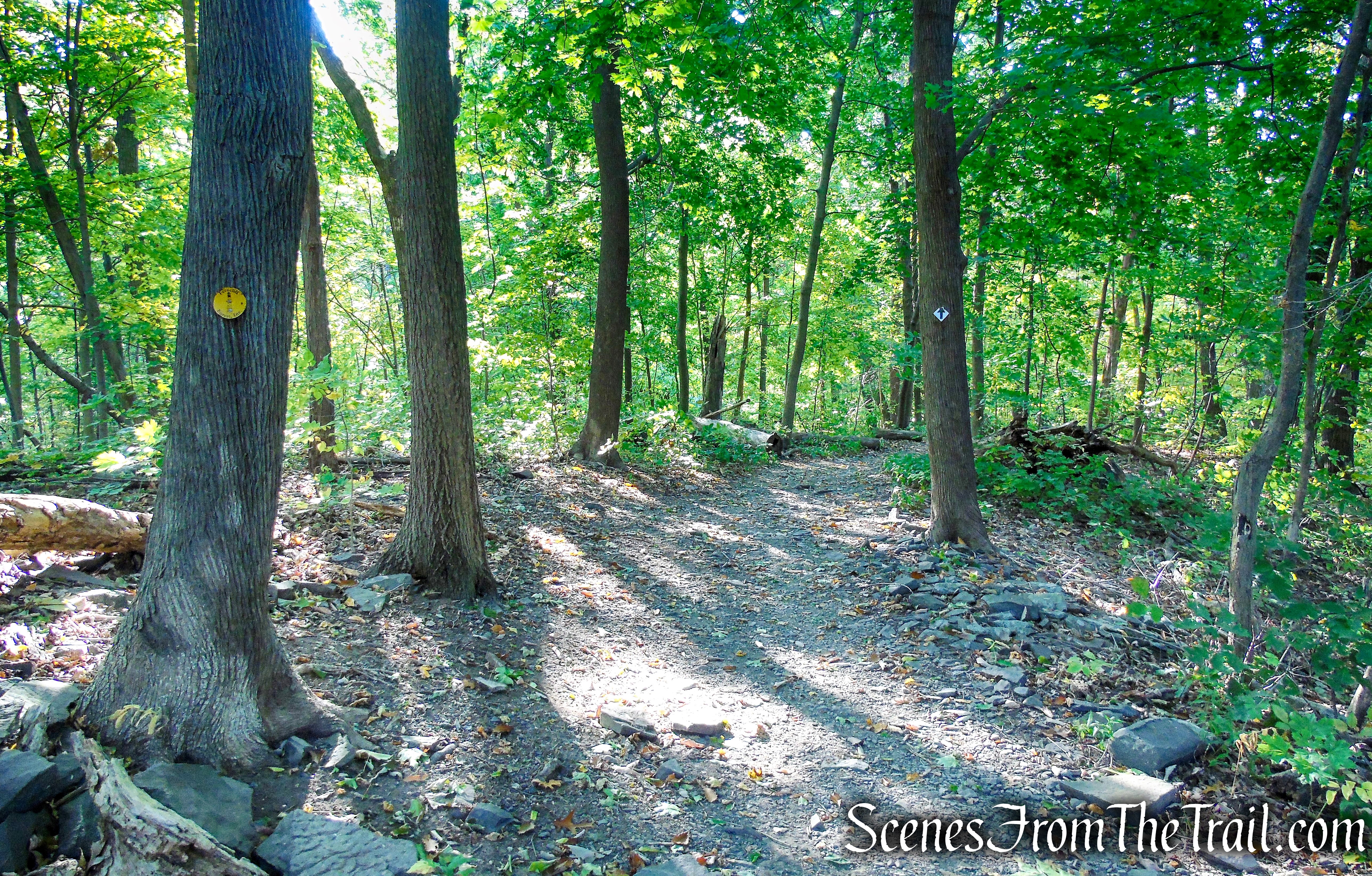 Yellow Circle Trail - Ferncliff Forest