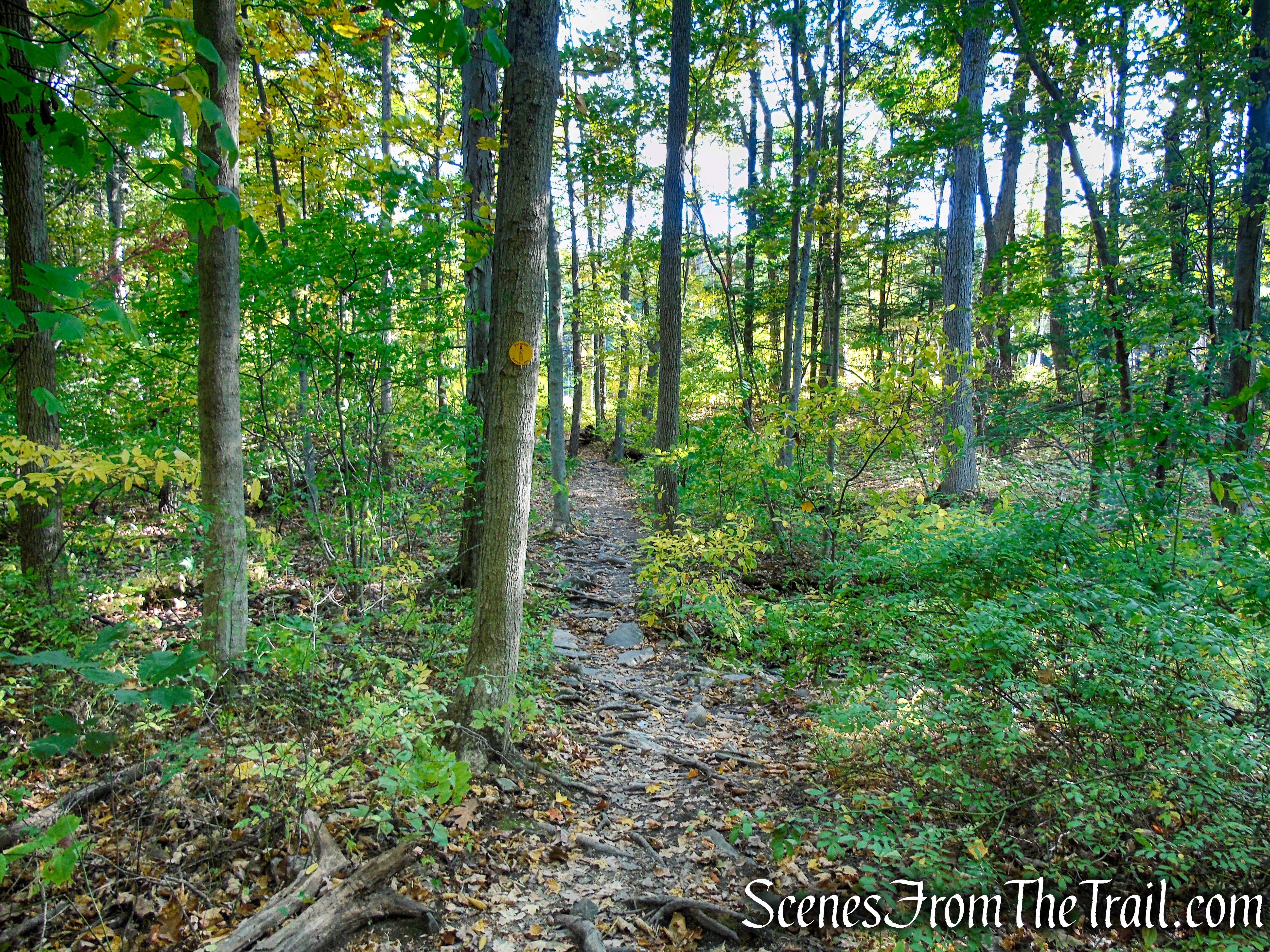 Yellow Circle Trail - Ferncliff Forest