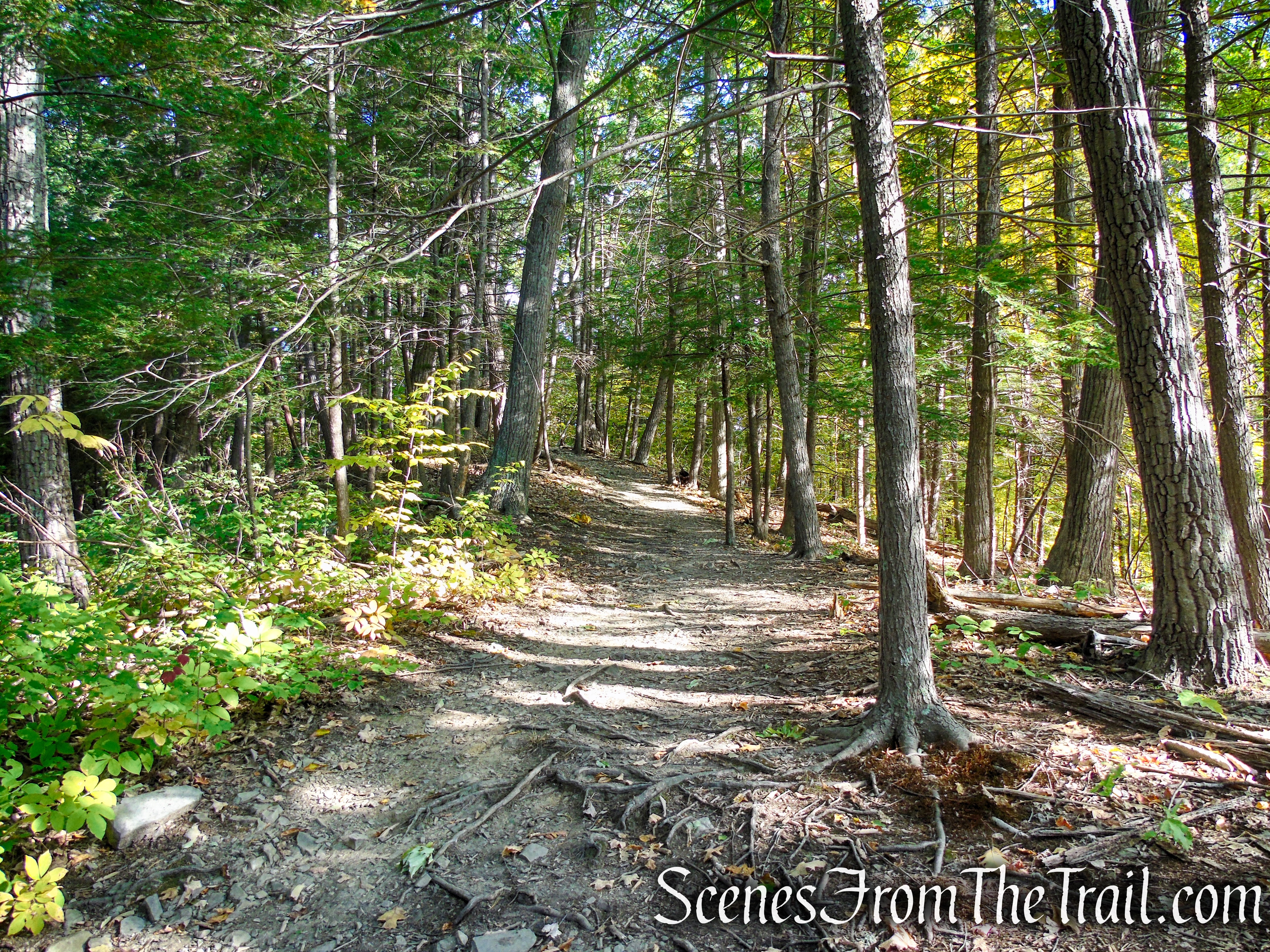 Yellow Circle Trail - Ferncliff Forest