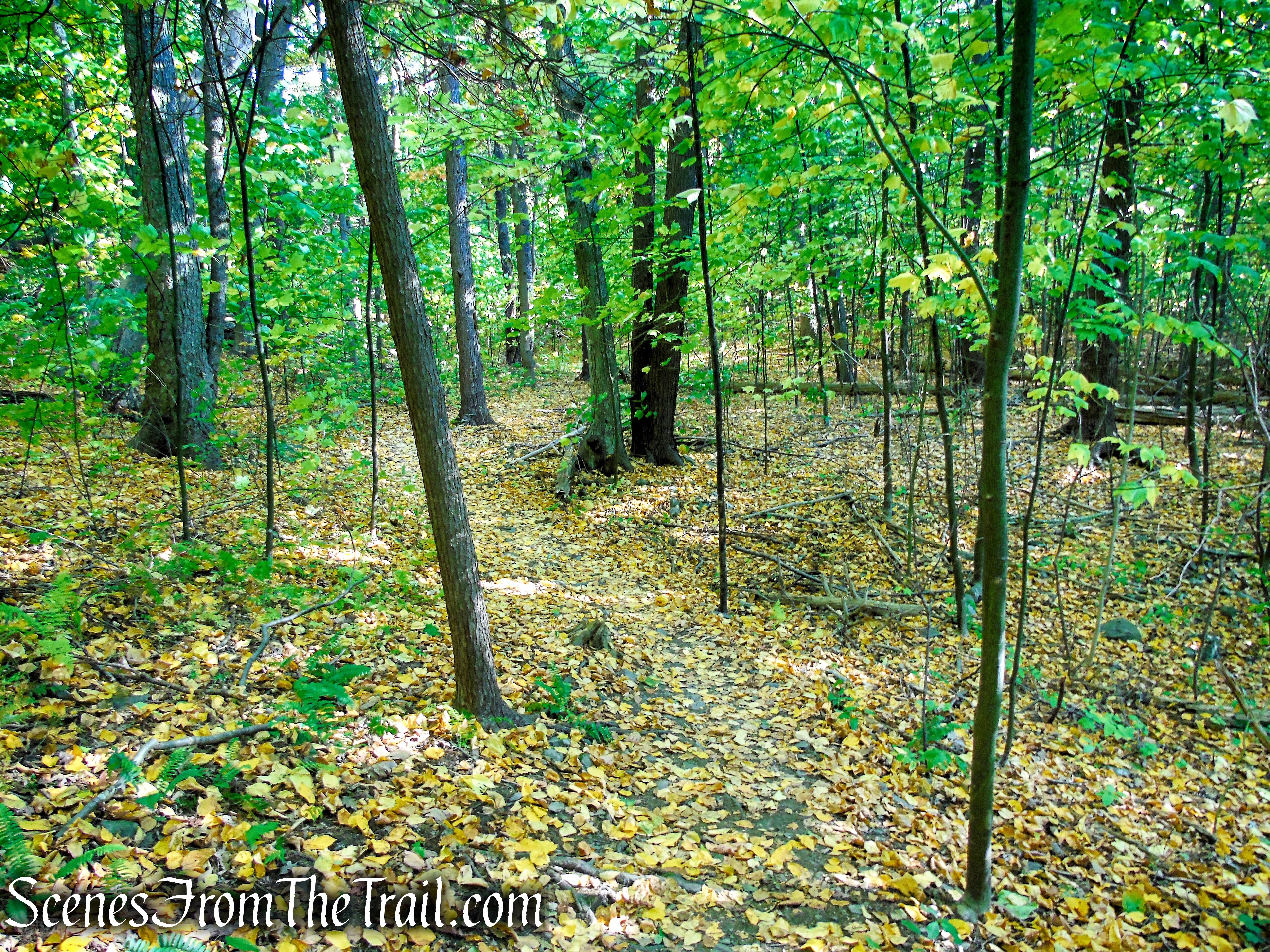 Yellow Circle Trail - Ferncliff Forest