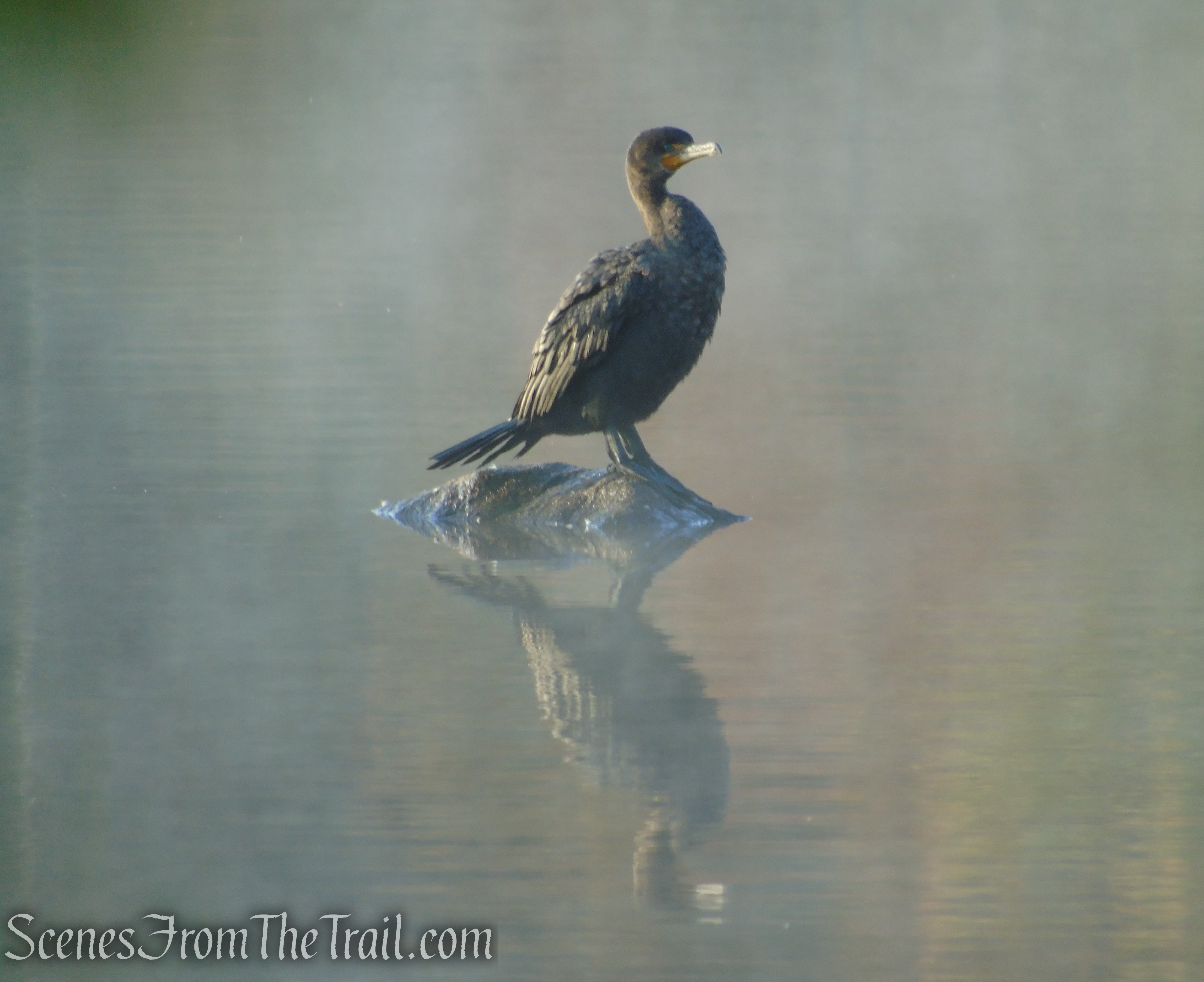 Island Bridges Trail - Franklin Lakes Nature Preserve
