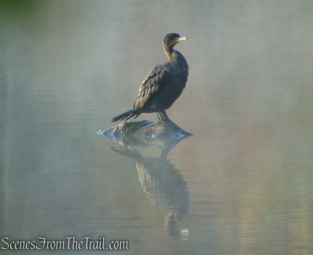 Island Bridges Trail - Franklin Lakes Nature Preserve