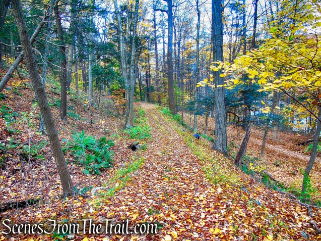 woods road - Fahnestock State Park