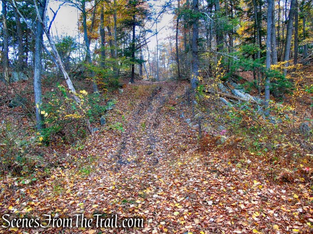 woods road - Fahnestock State Park