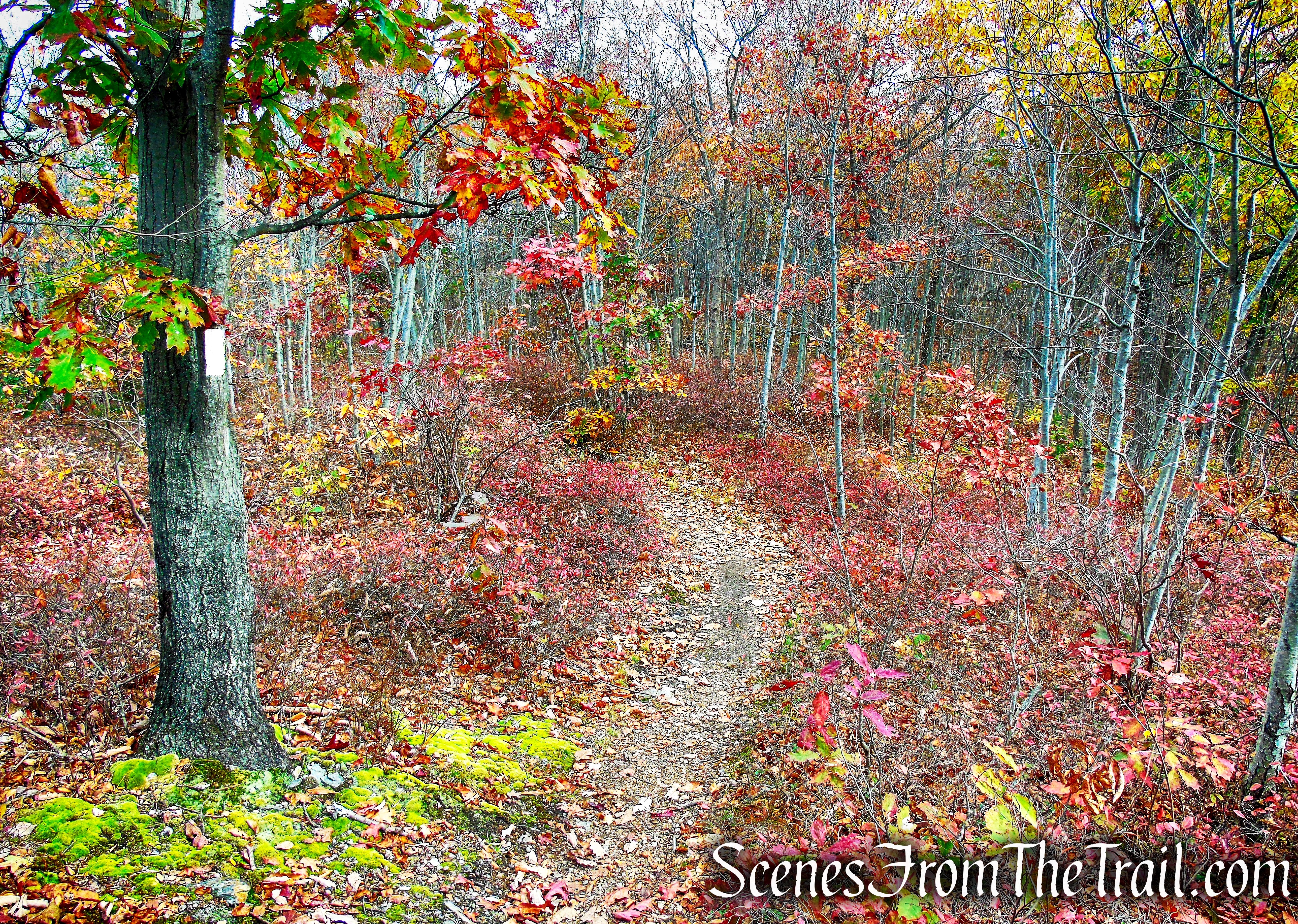 Appalachian Trail - Fahnestock State Park