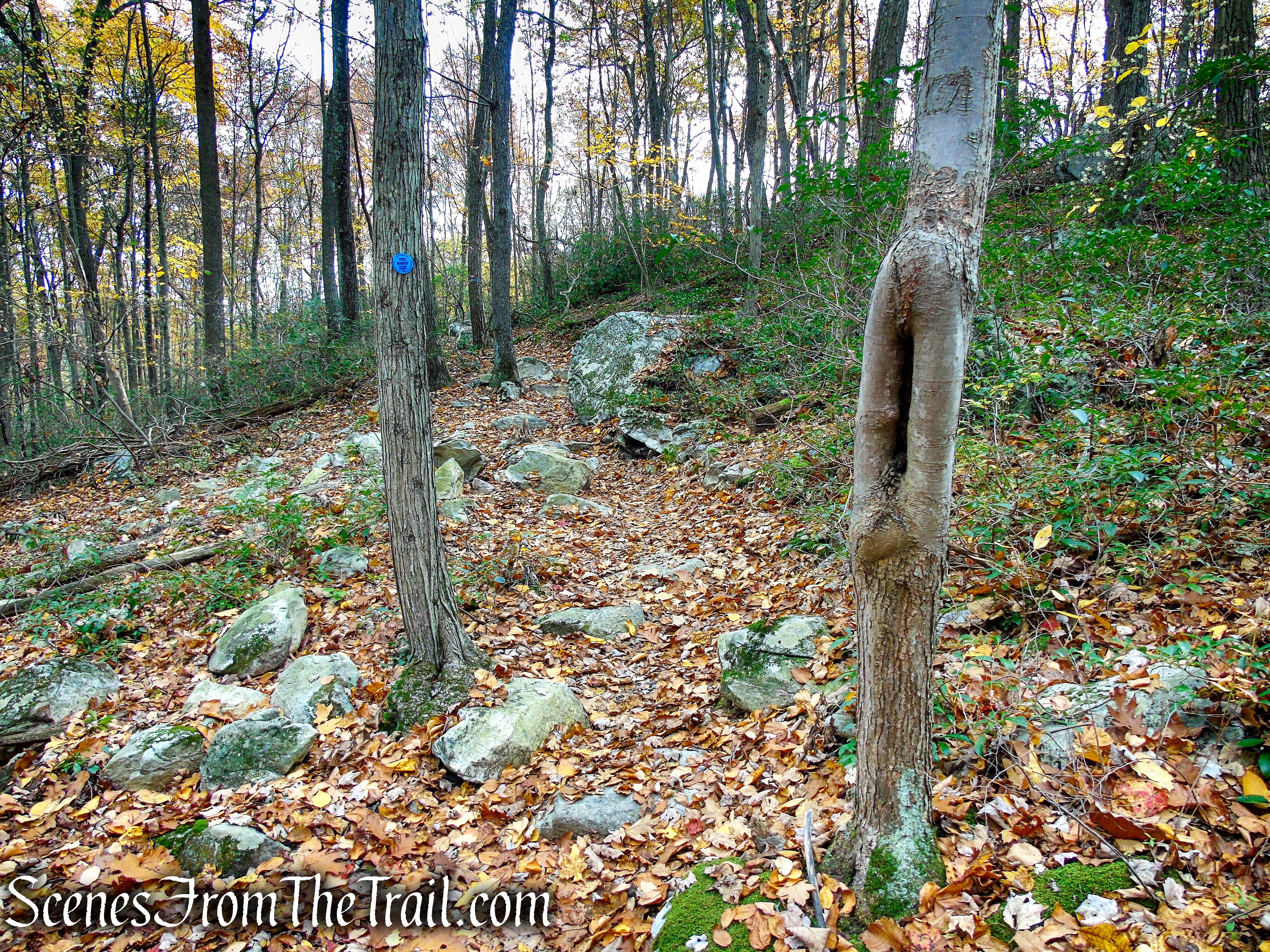 Appalachian Way - Fahnestock State Park