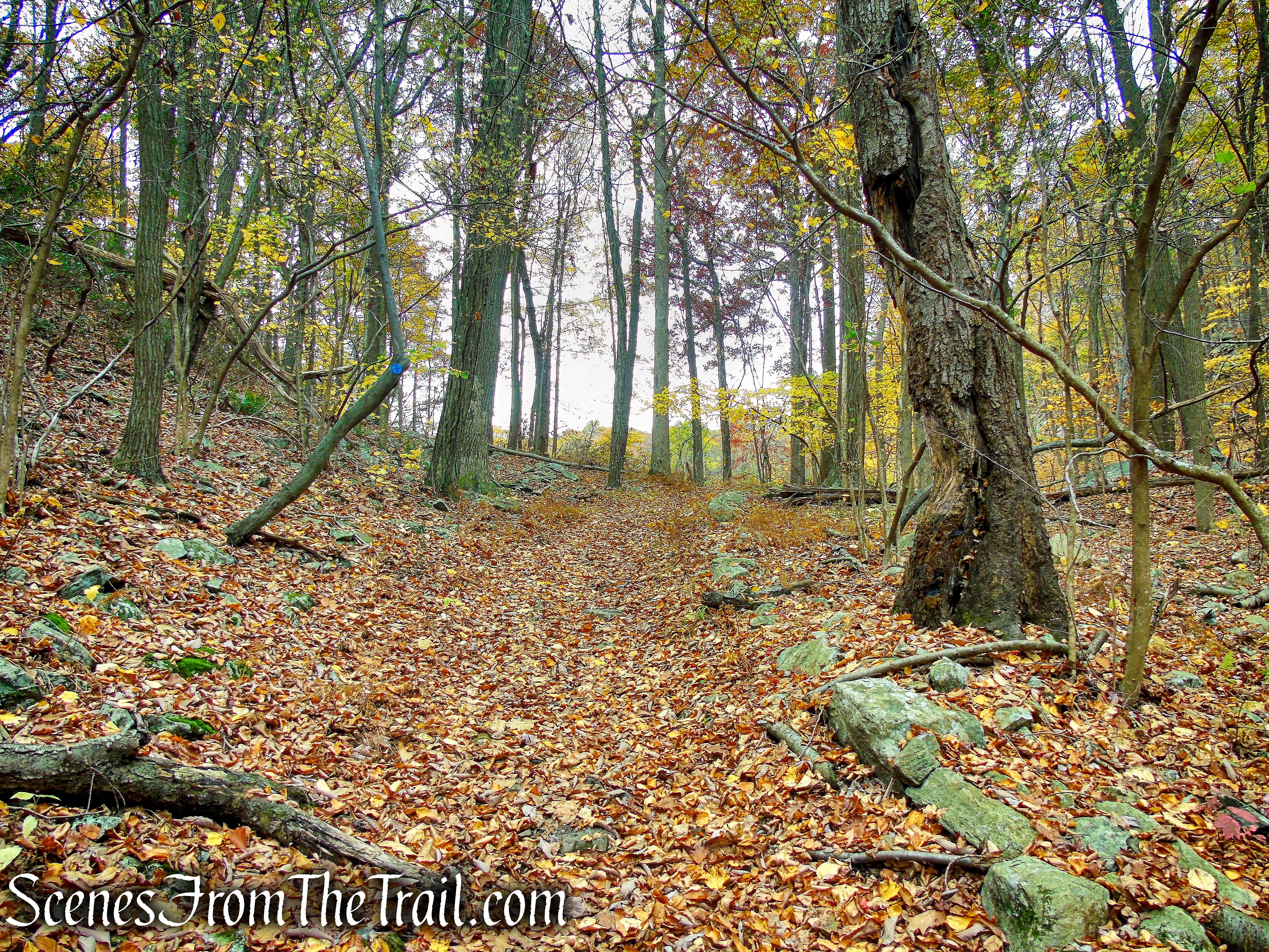 Appalachian Way - Fahnestock State Park