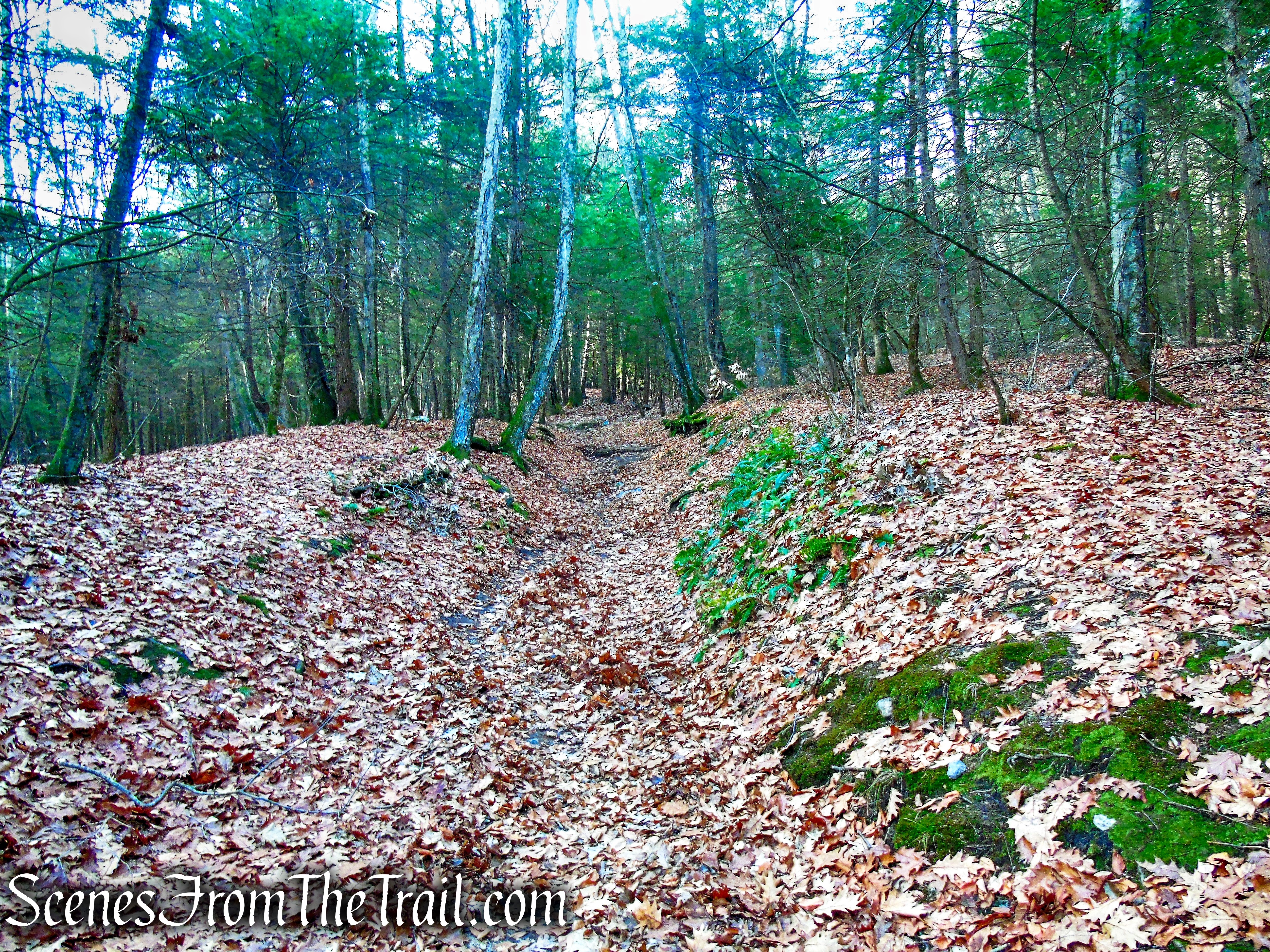 woods road – Black Rock State Park