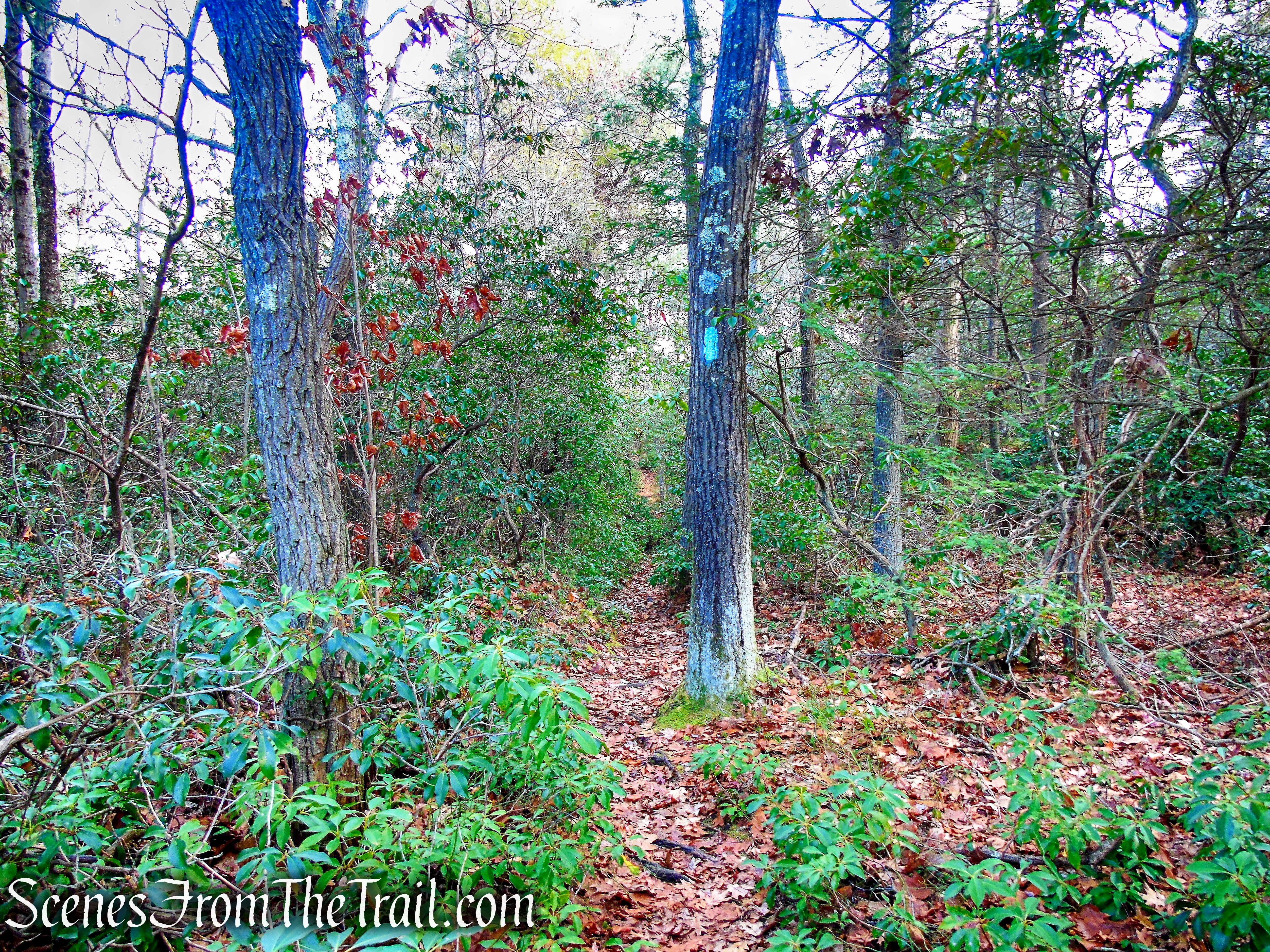 Mattatuck Trail – Mattatuck State Forest