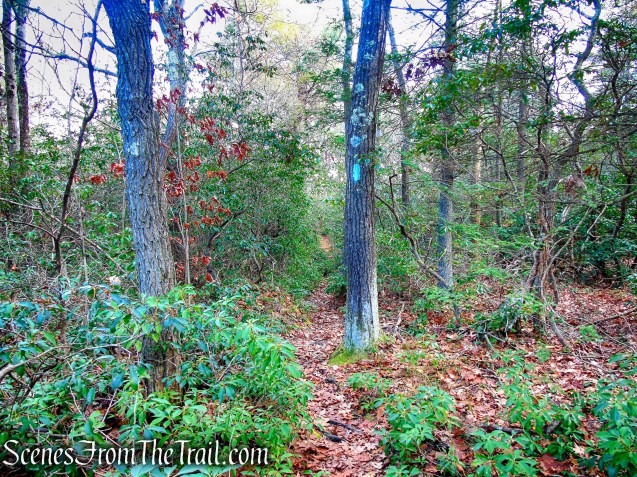 Mattatuck Trail – Mattatuck State Forest
