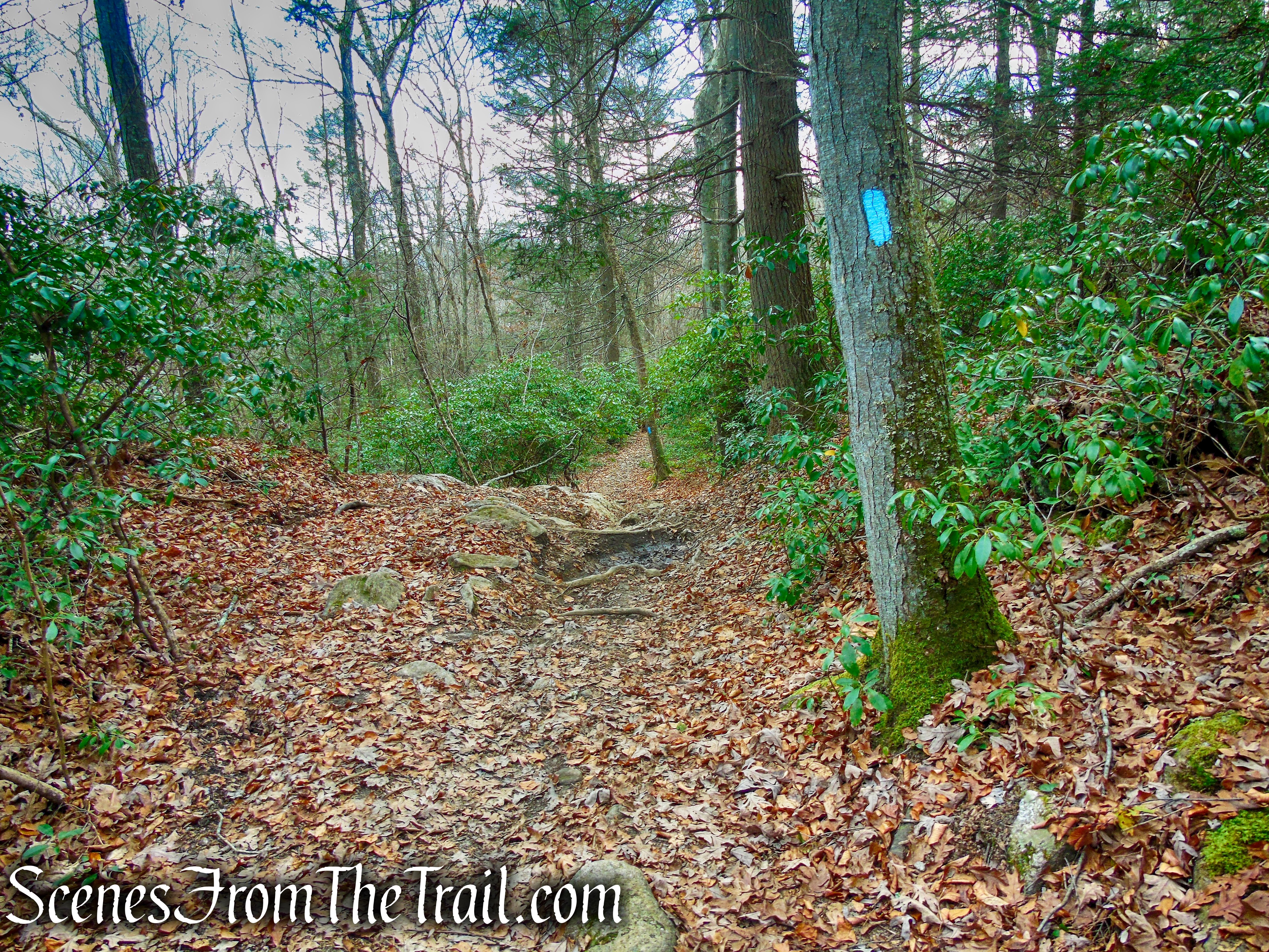 Mattatuck Trail – Mattatuck State Forest