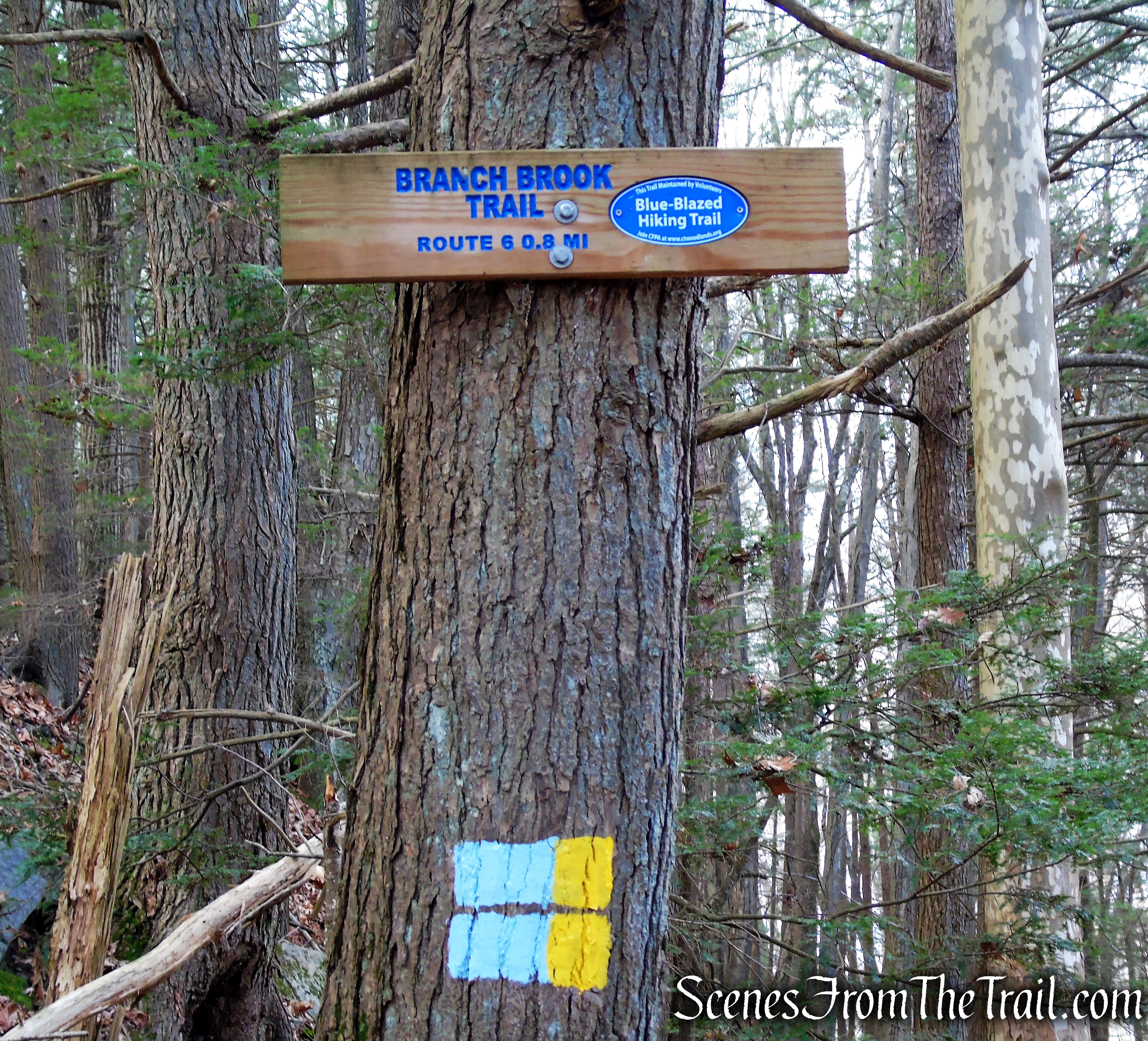 Branch Brook Trail - Mattatuck State Forest