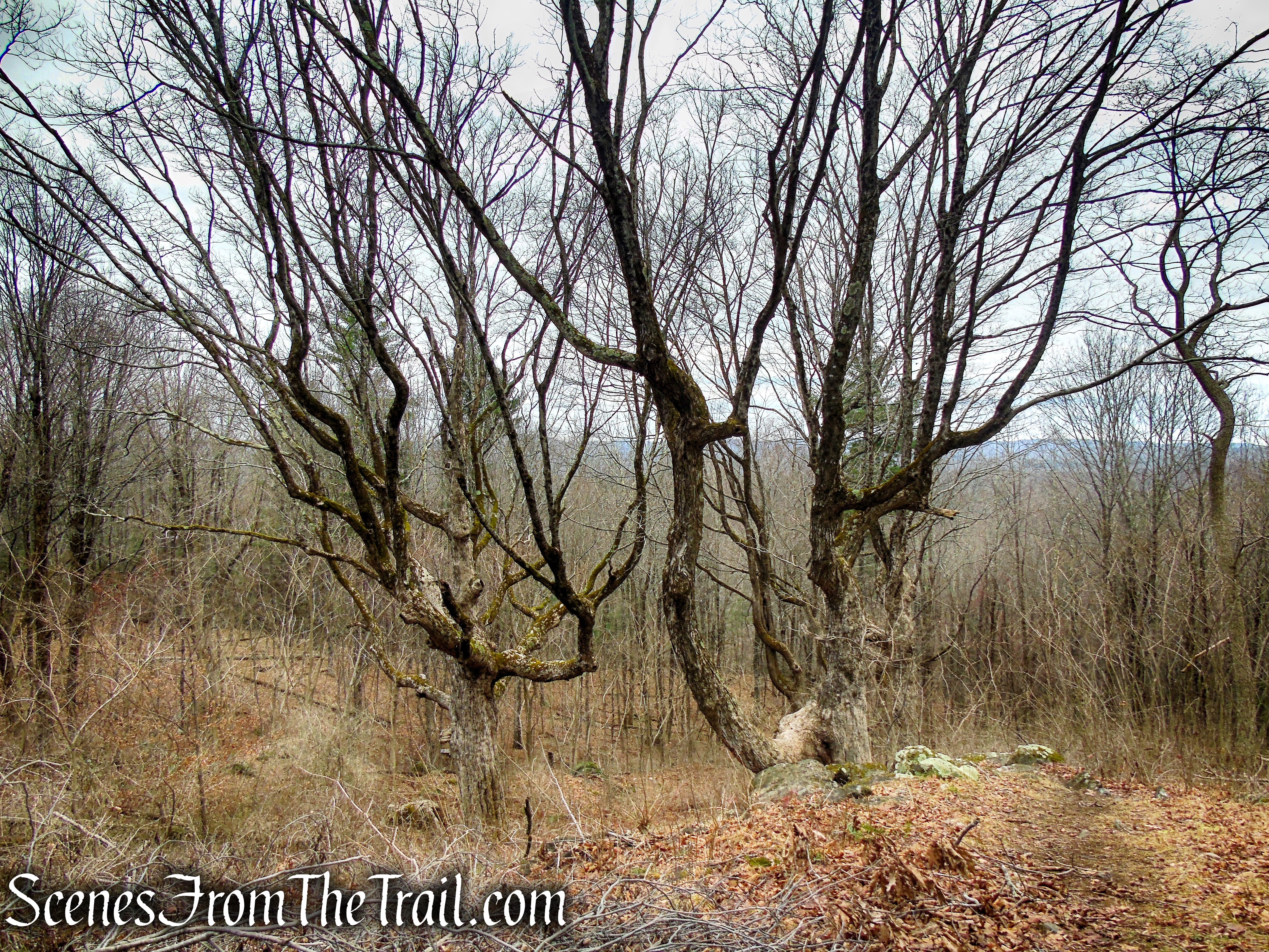 Gagarin Grove – Prospect Mountain Preserve