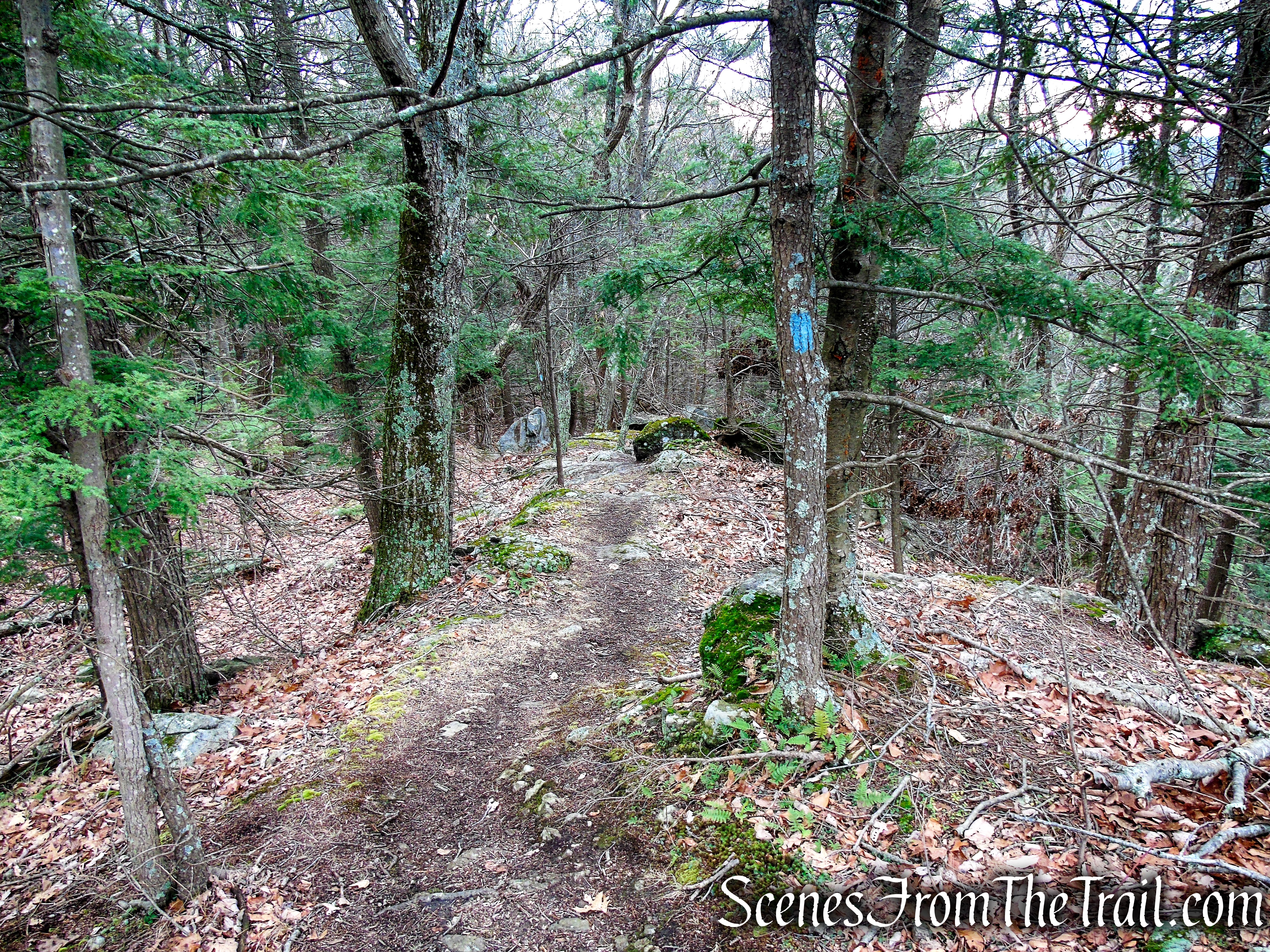 Blue Trail – Prospect Mountain Preserve