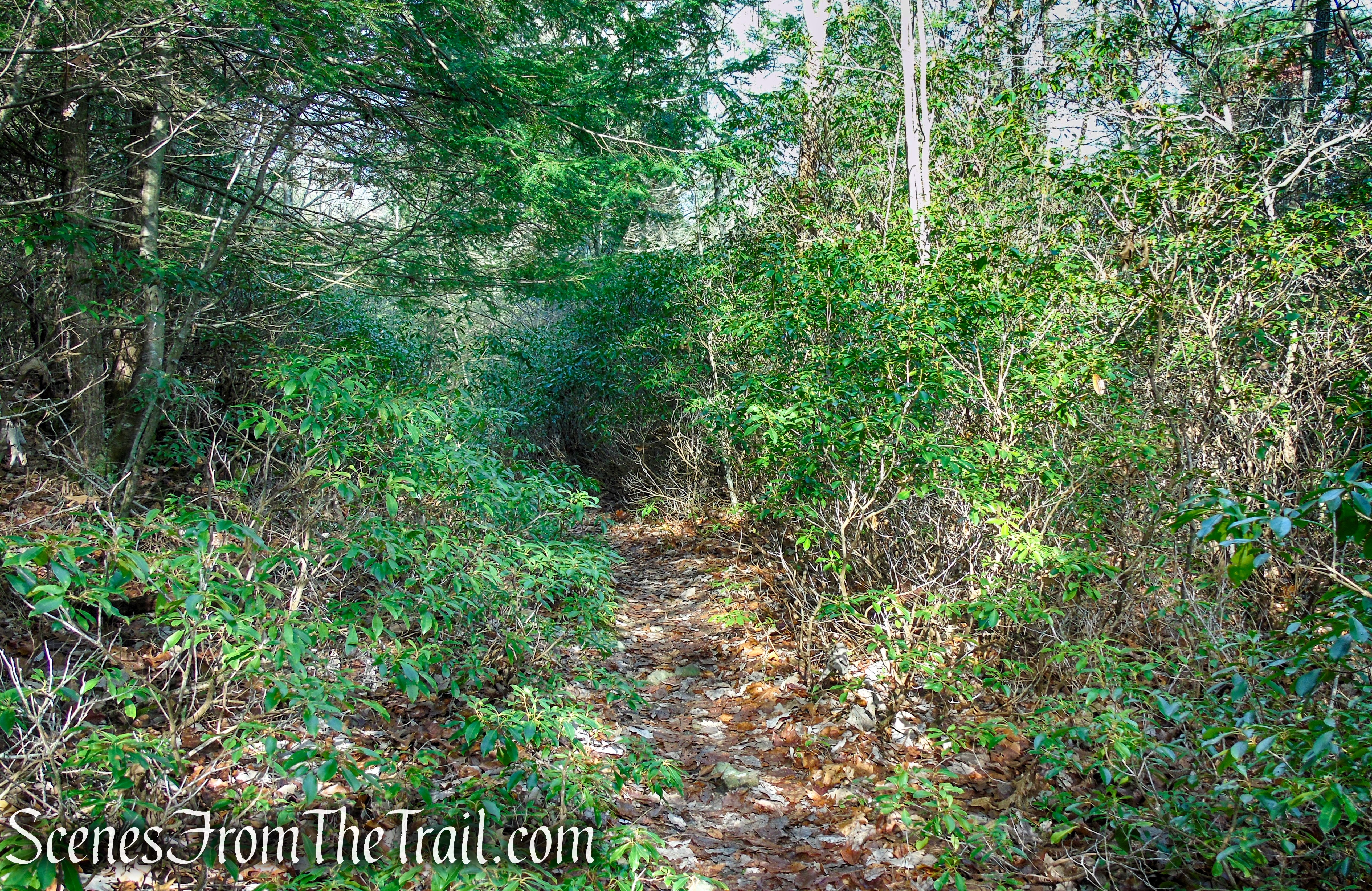Blue Trail – Prospect Mountain Preserve