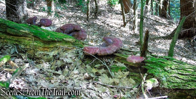 Tower Loop Trail - Haystack Mountain State Park