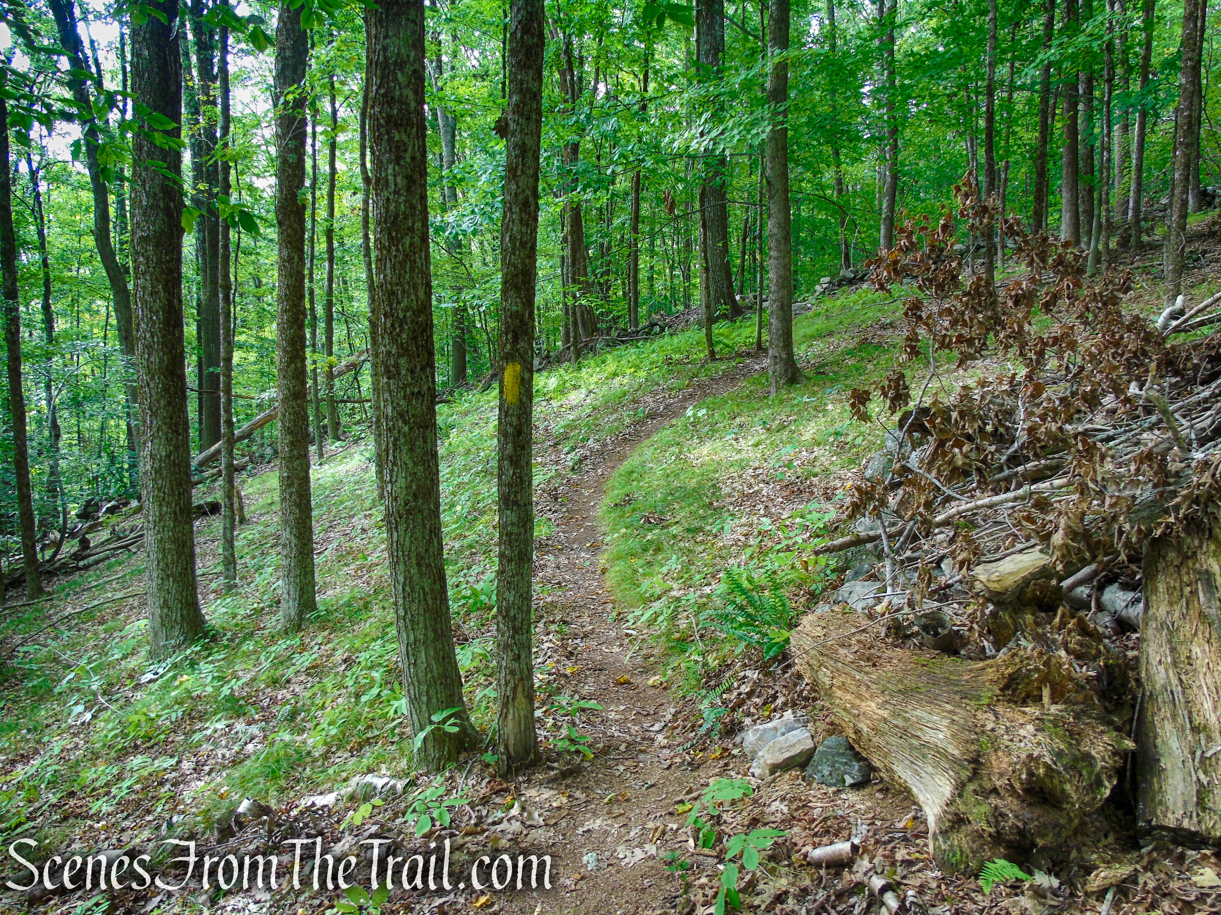 Tower Loop Trail - Haystack Mountain State Park