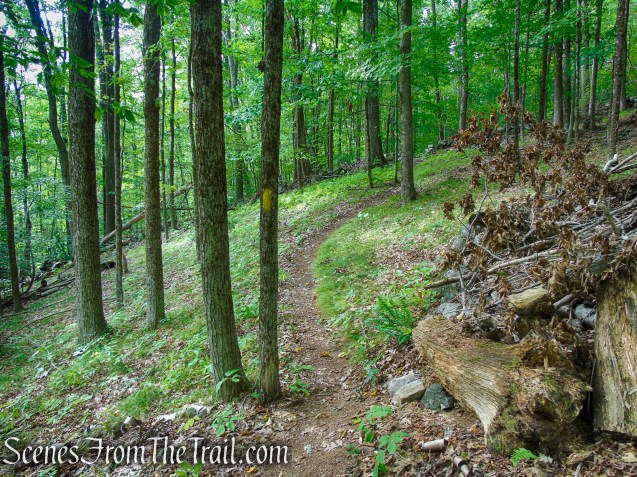 Tower Loop Trail - Haystack Mountain State Park