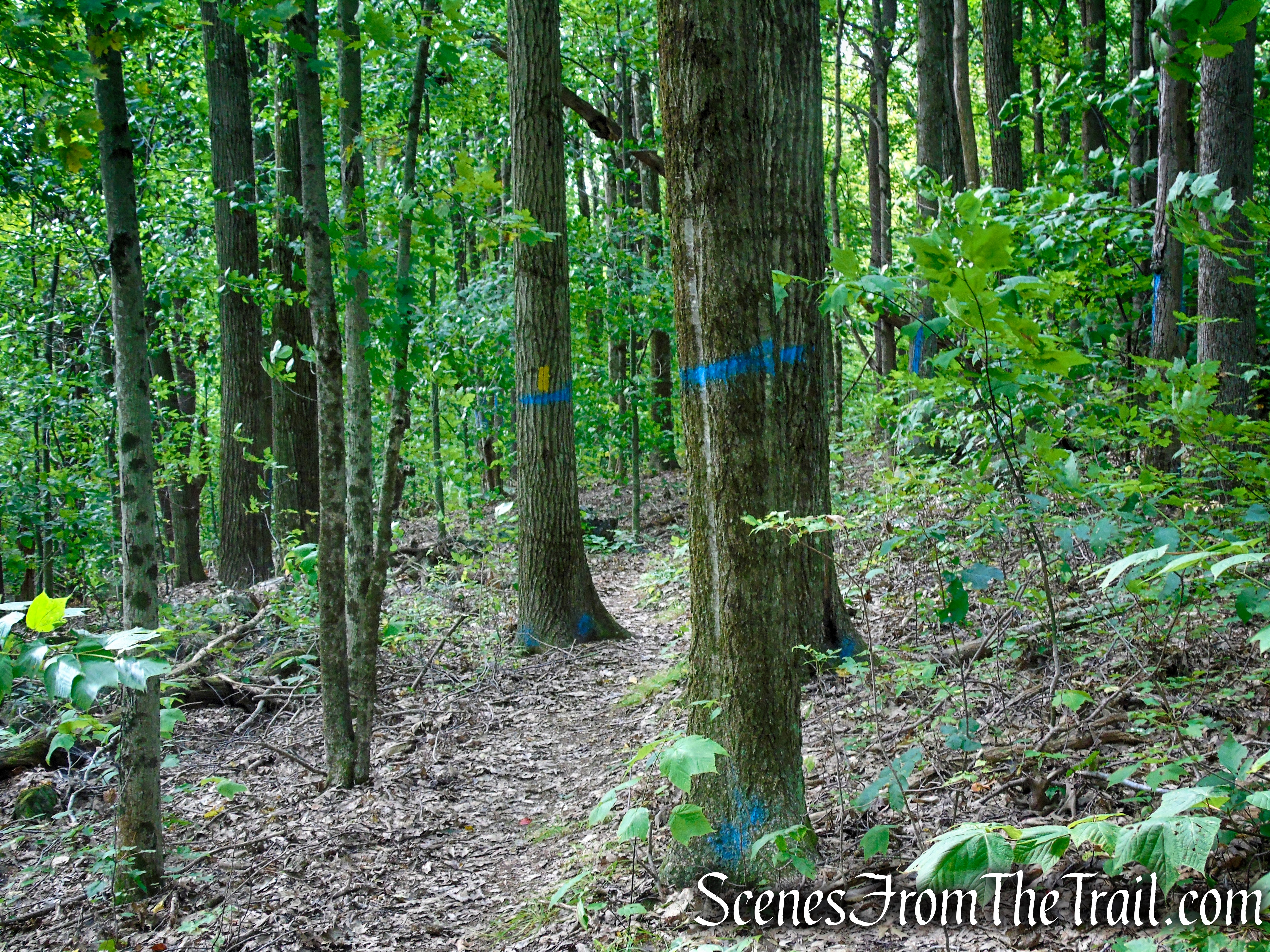Tower Loop Trail - Haystack Mountain State Park