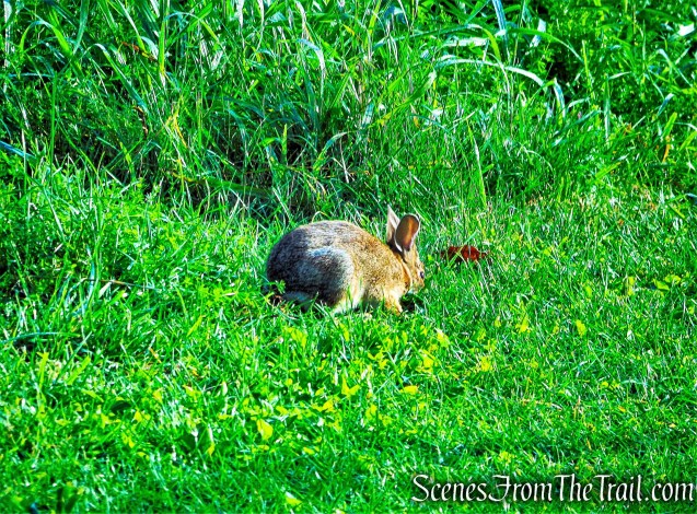 Meeker Trail - Macricostas Preserve