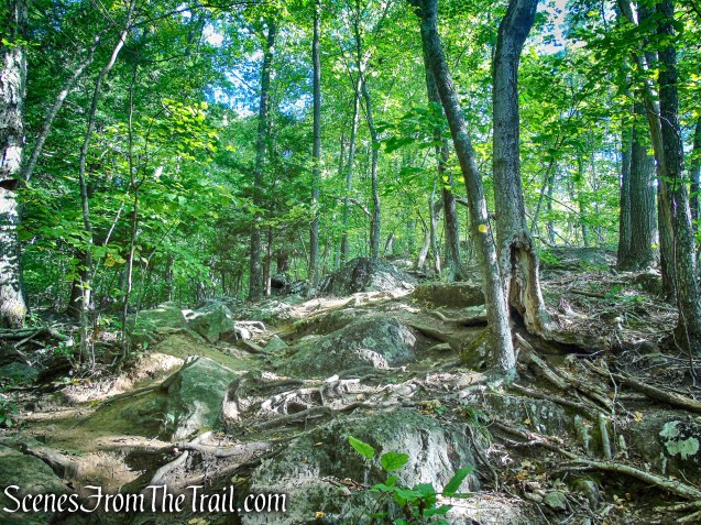 Meeker Trail - Macricostas Preserve