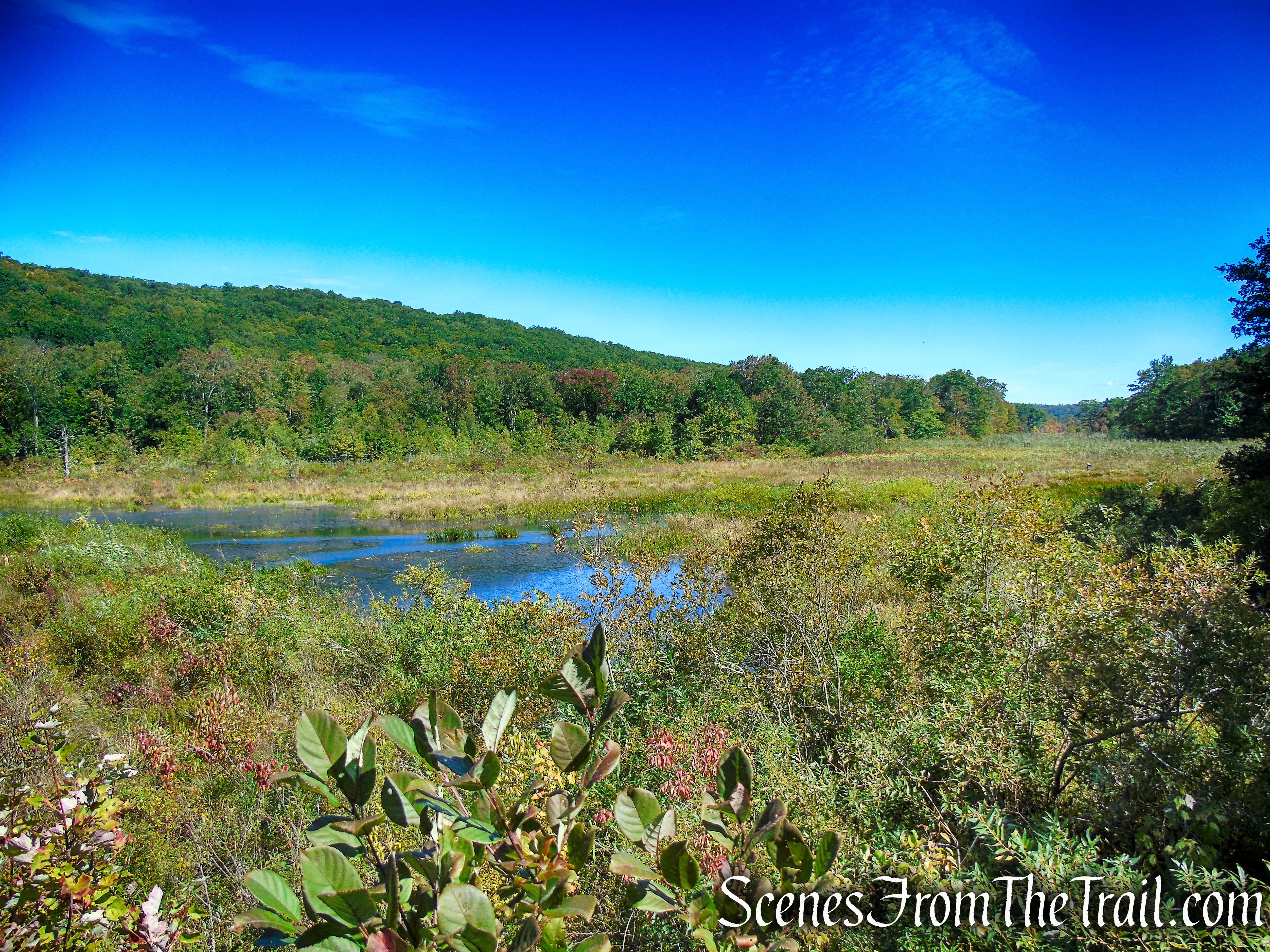 Meeker Swamp - Macricostas Preserve