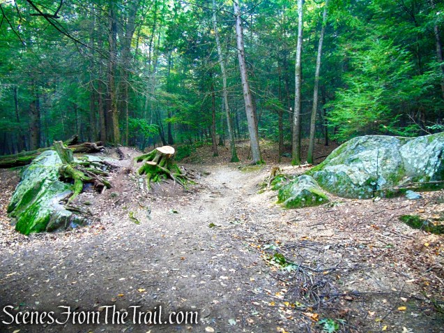 woods road - Black Rock State Park