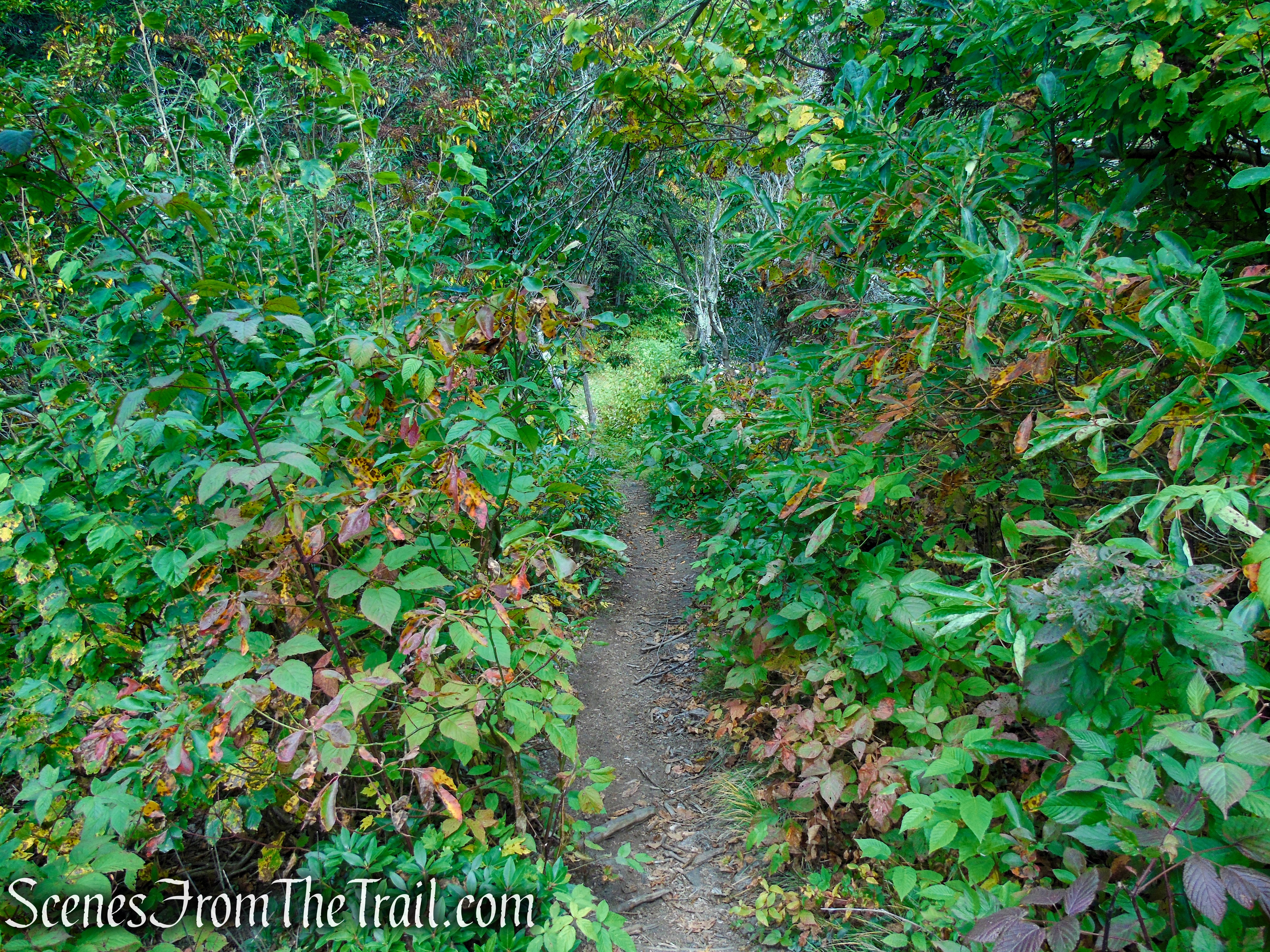 Mattatuck Trail - Black Rock State Park