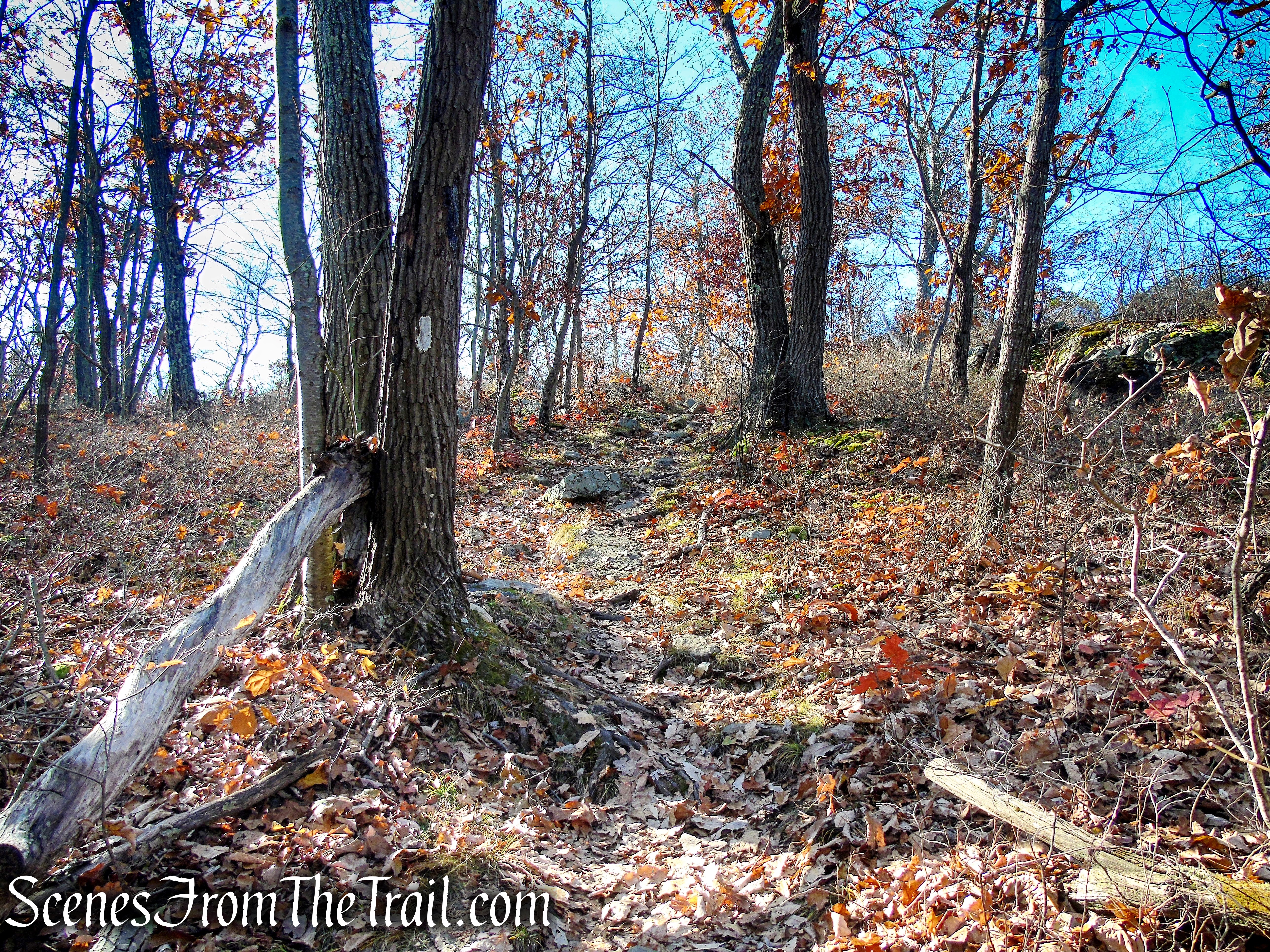 Appalachian Trail – Shenandoah Mountain