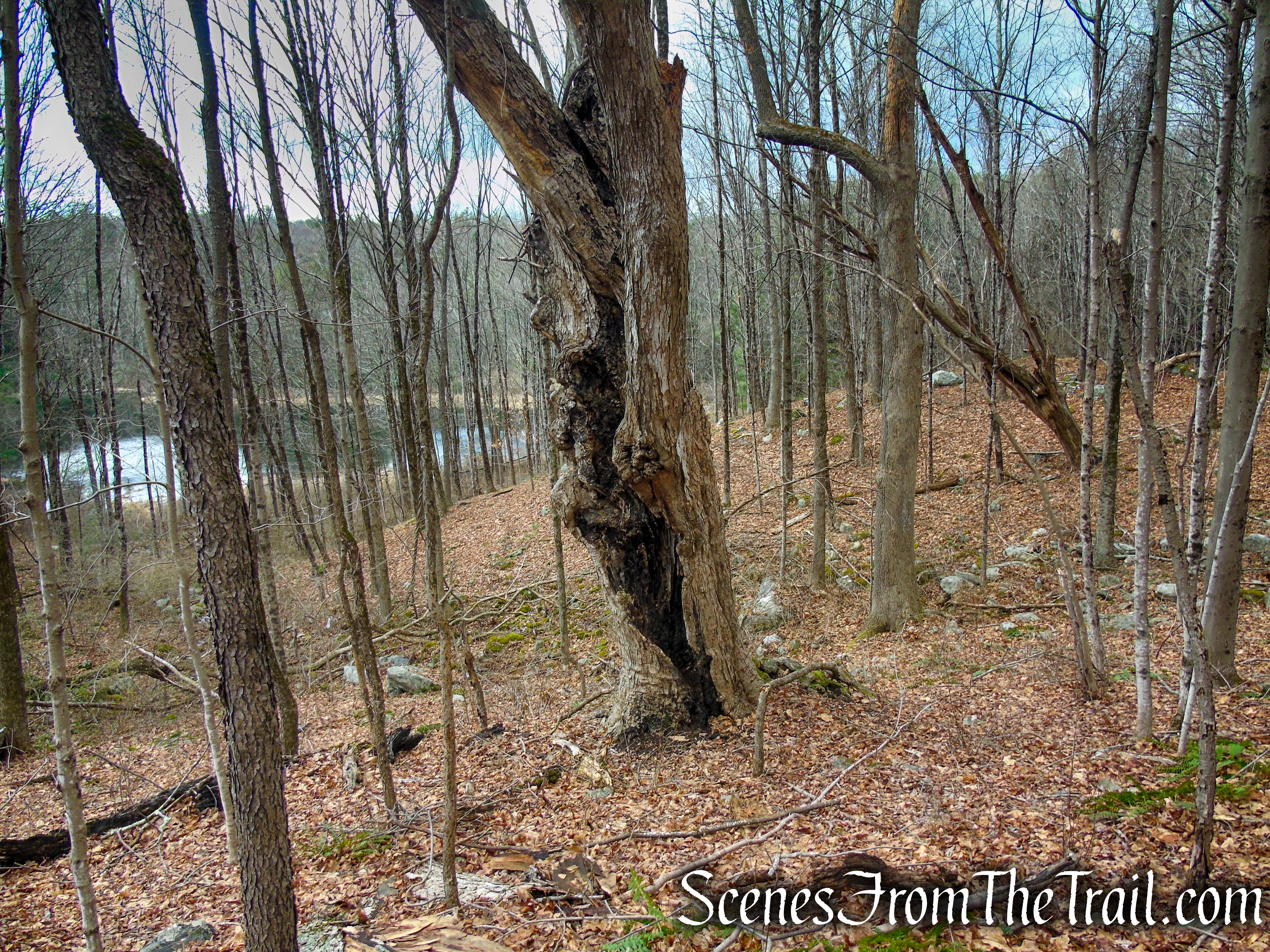 Red Trail – Prospect Mountain Preserve