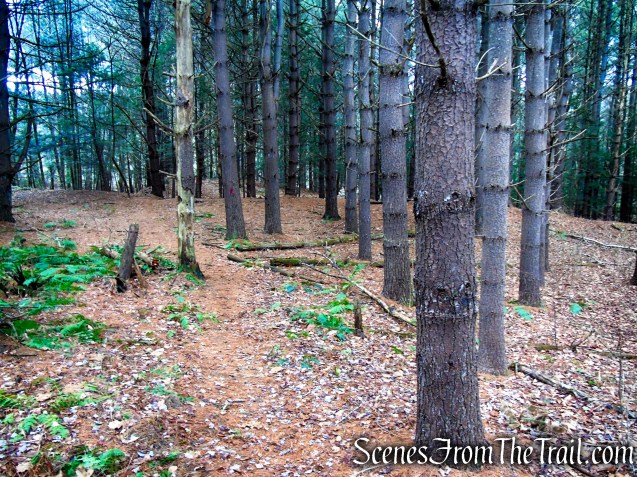Red Trail – Prospect Mountain Preserve