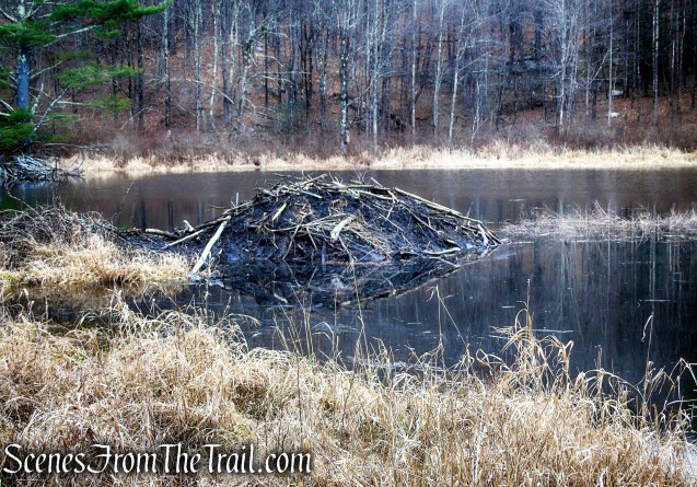 Beaver Lodge - Granniss Pond