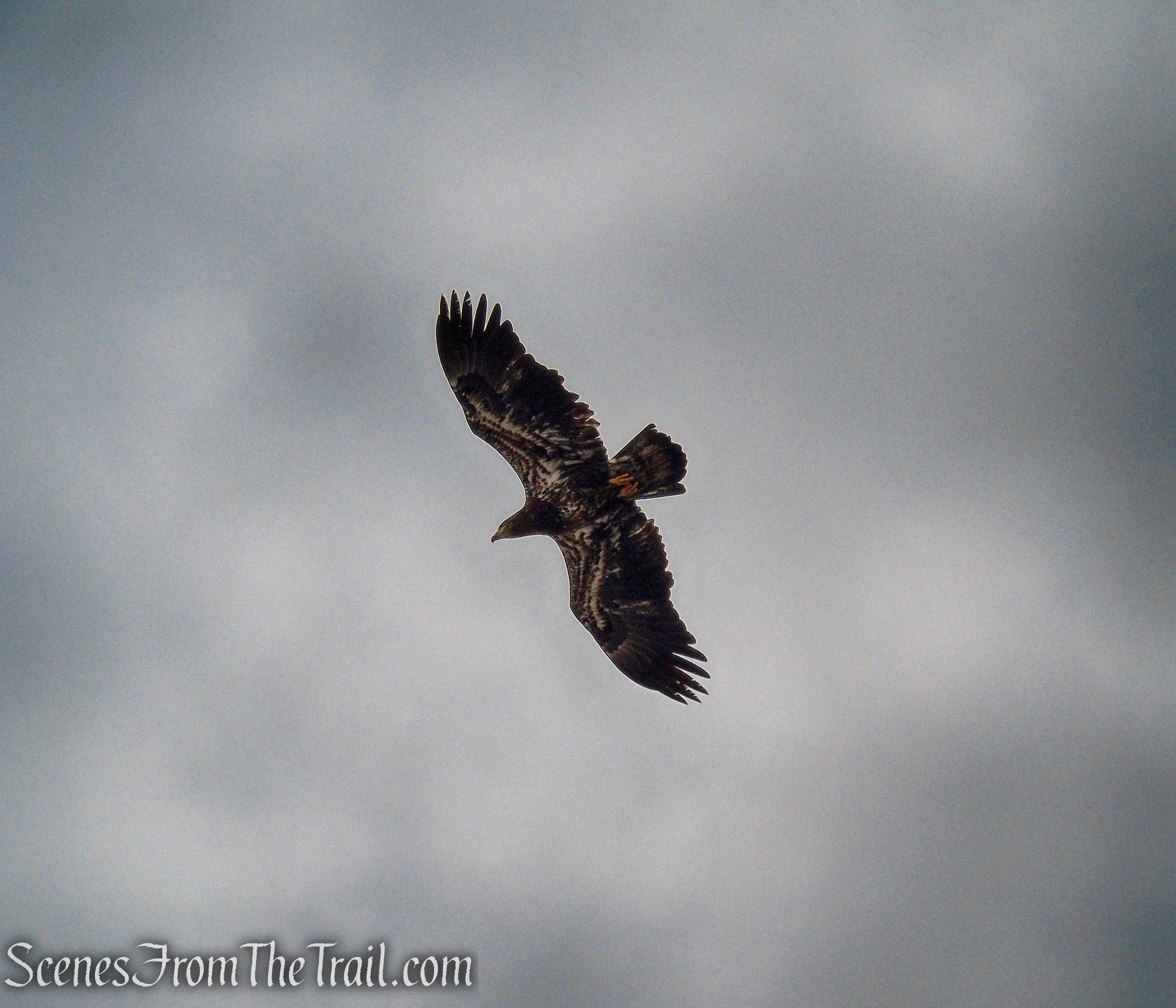 Juvenile Bald Eagle