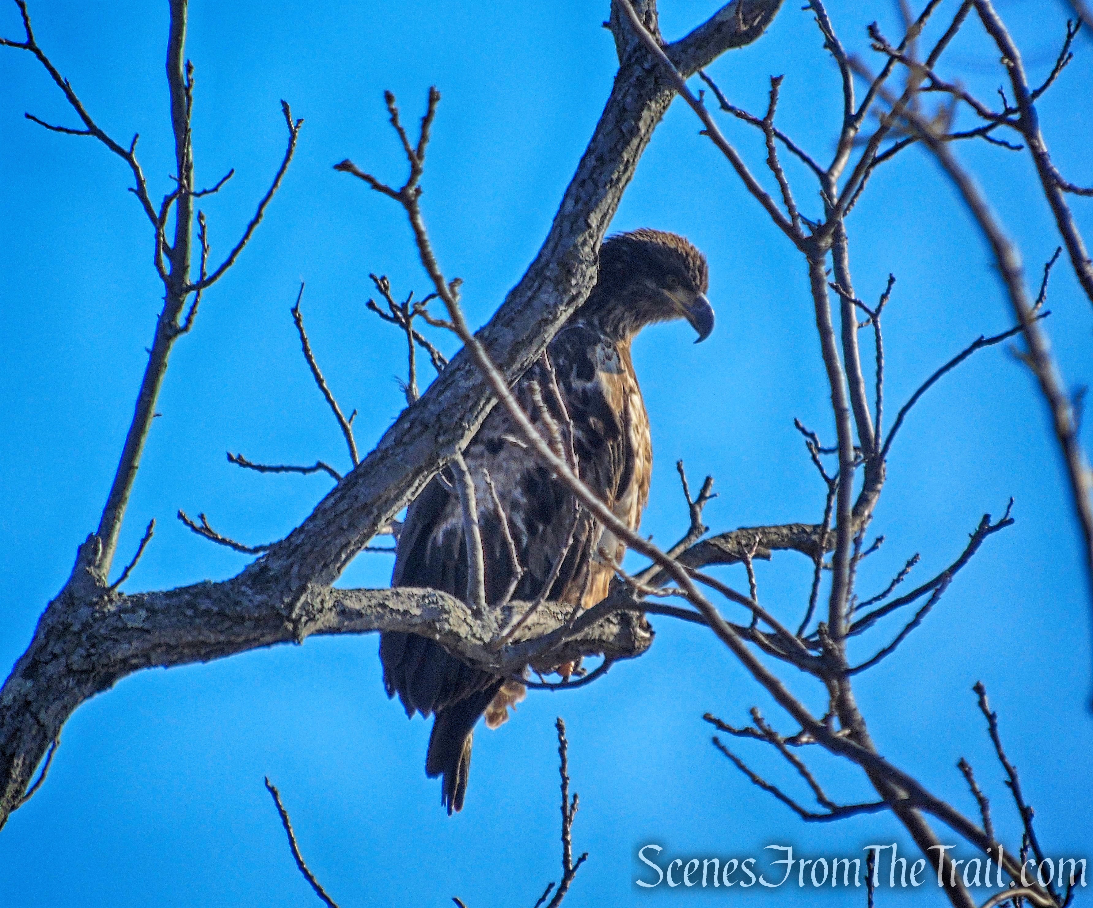 Juvenile Bald Eagle