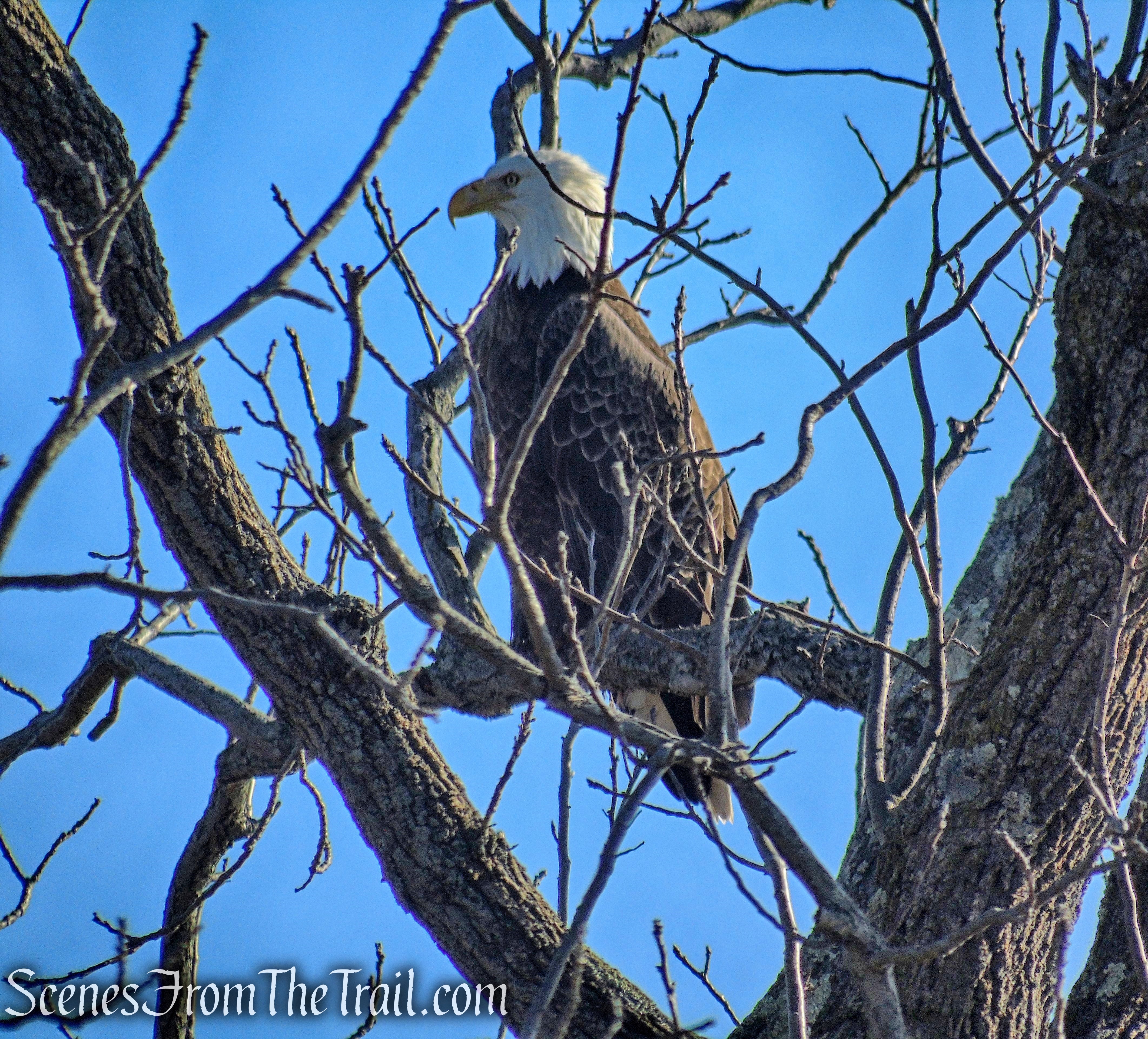 Bald Eagle - Stony Point Battlefield State Historic Site