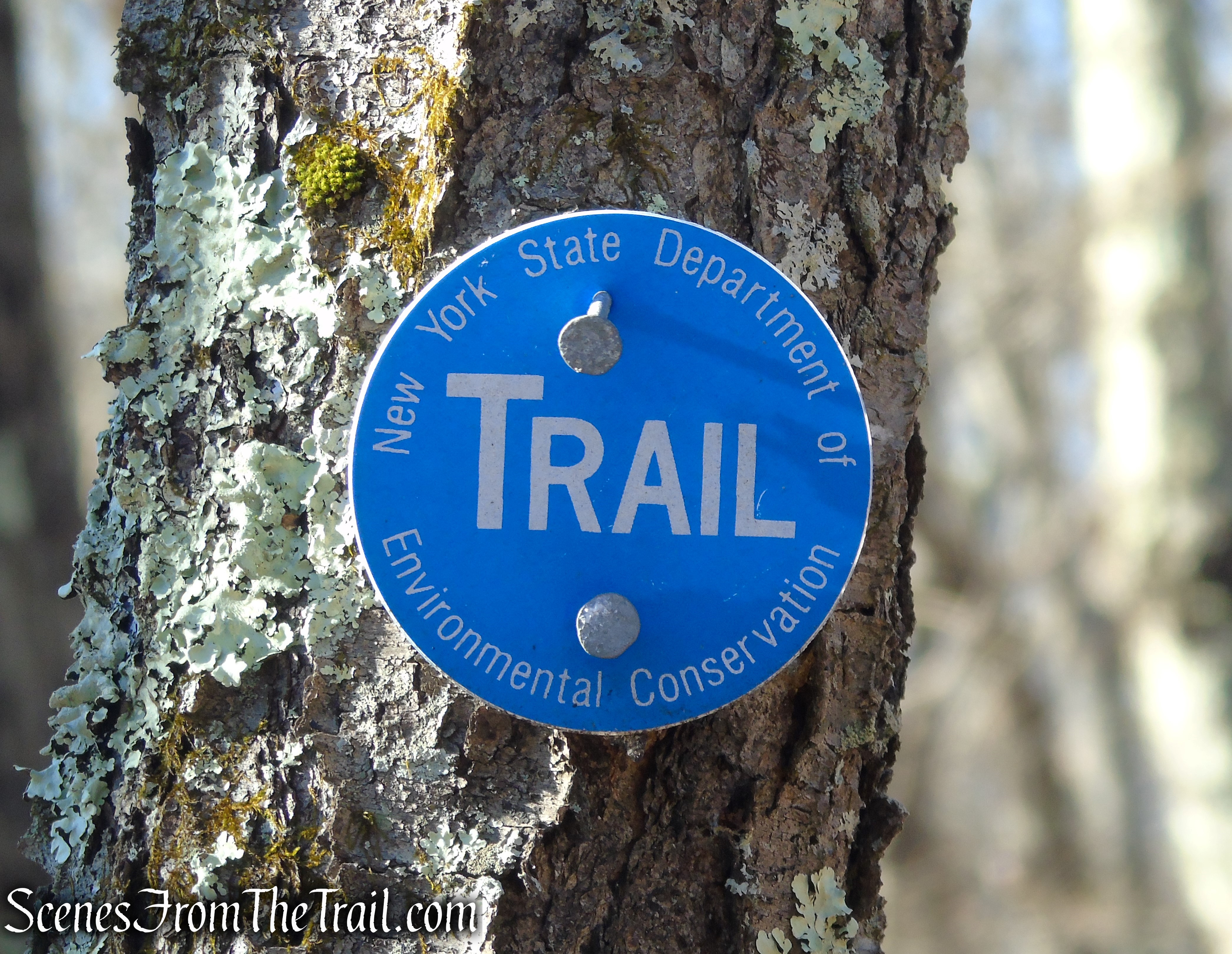 Blue DEC trail marker - Nimham Mountain Multiple Use Area