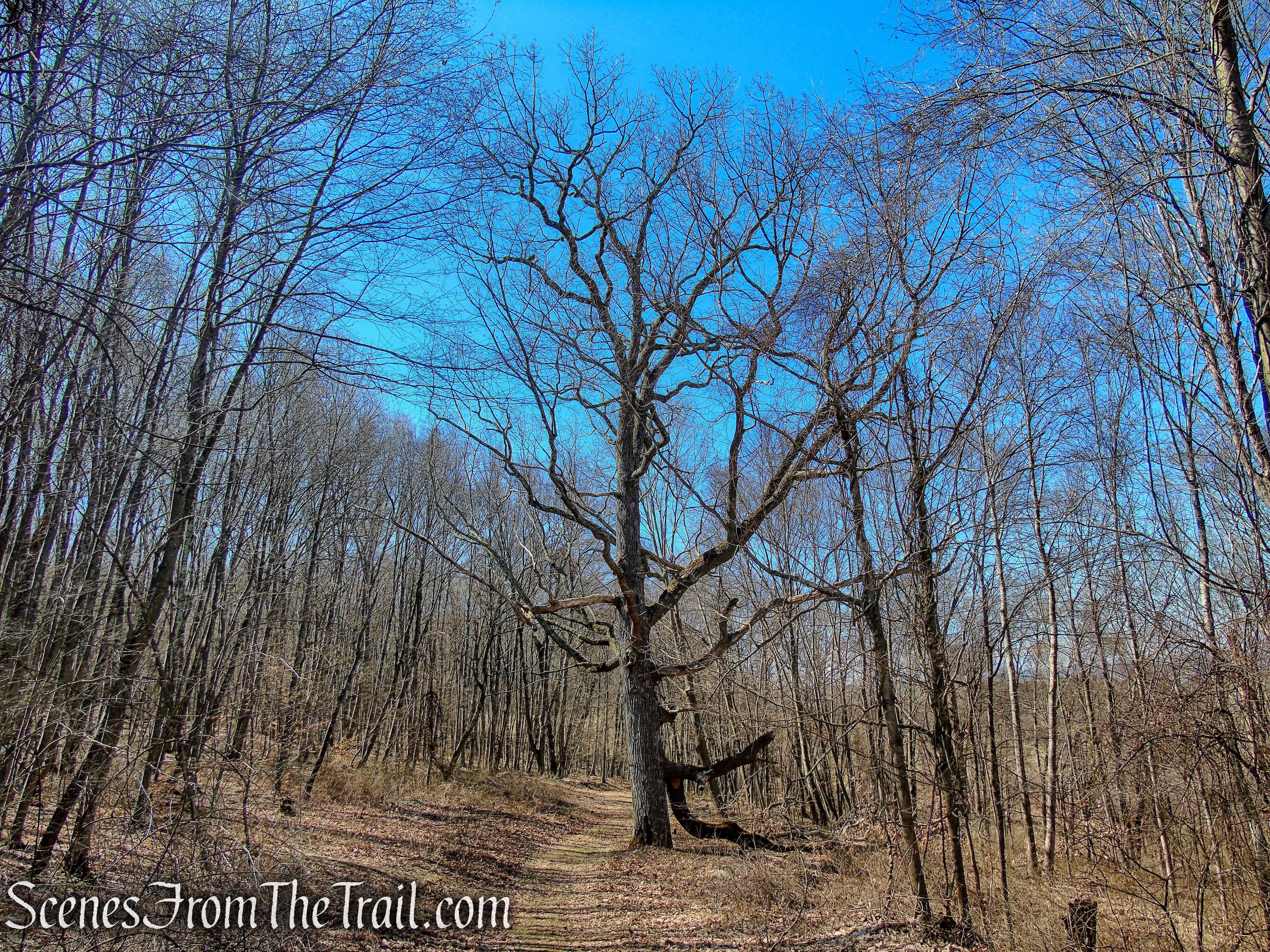 Chinkapin Oak - Sharon Land Trust