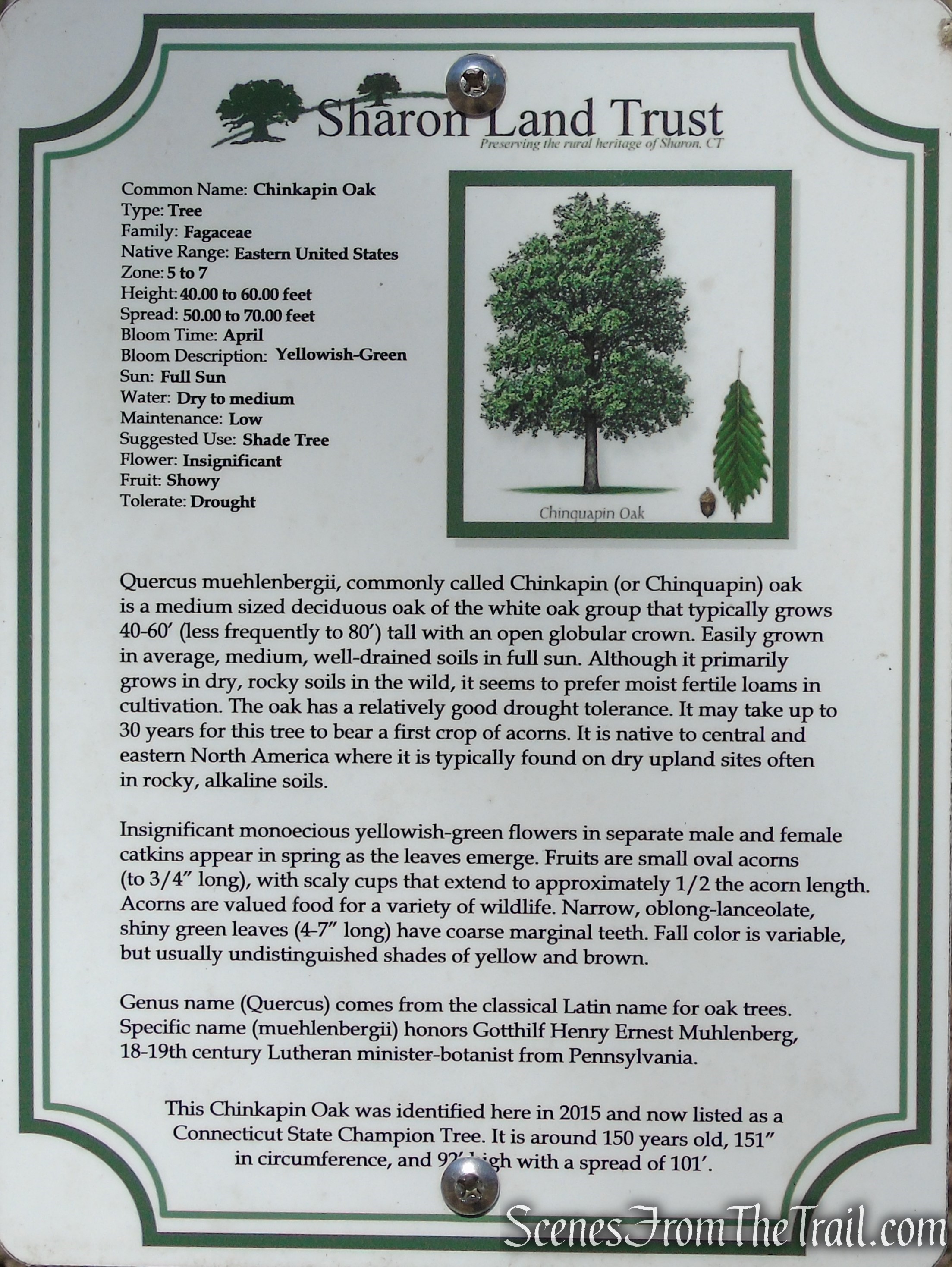 Chinkapin Oak - Sharon Land Trust