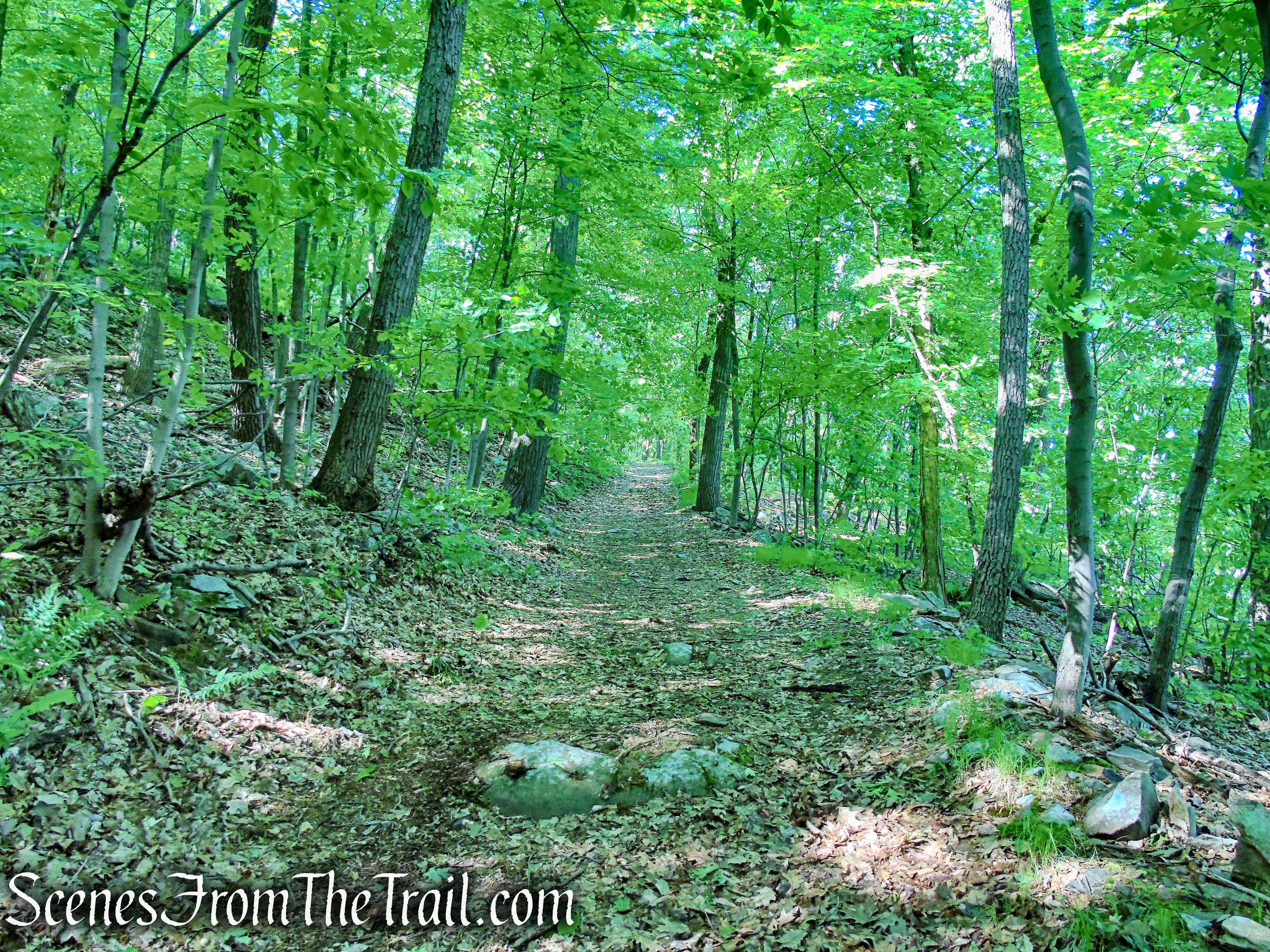 unmarked woods road - Bald Hill