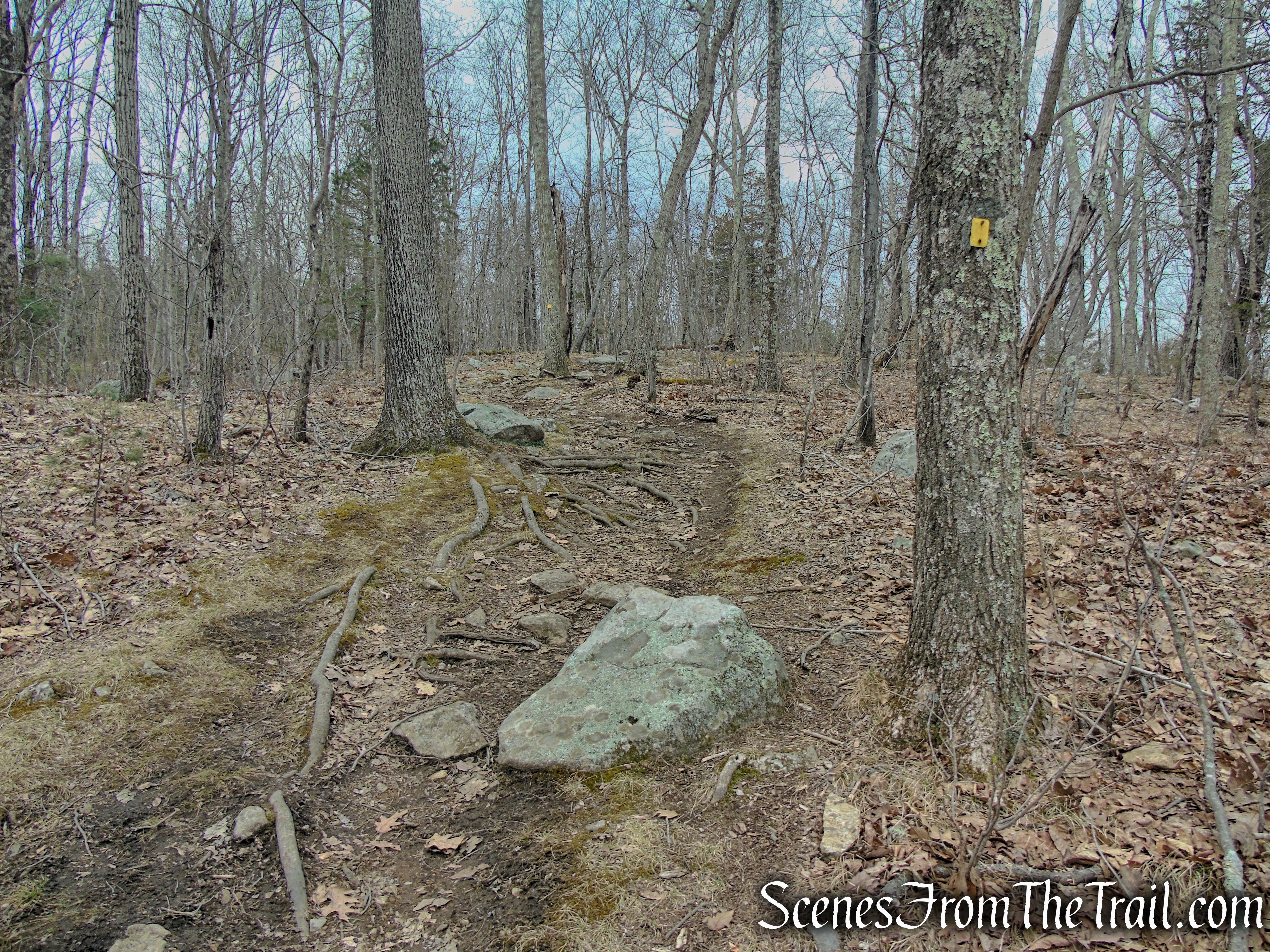 Cooper Union Trail – Ringwood State Park