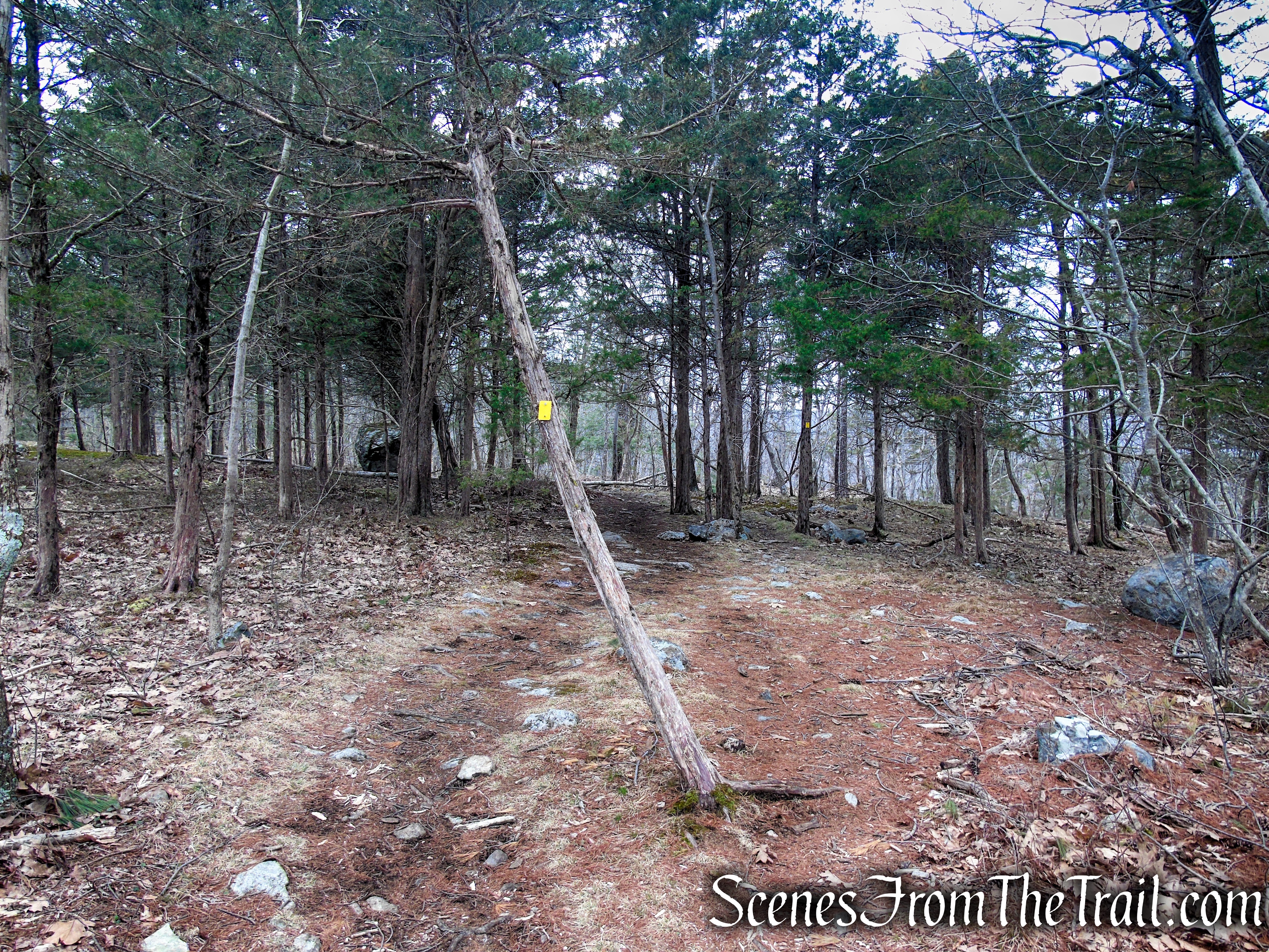 Cooper Union Trail – Ringwood State Park