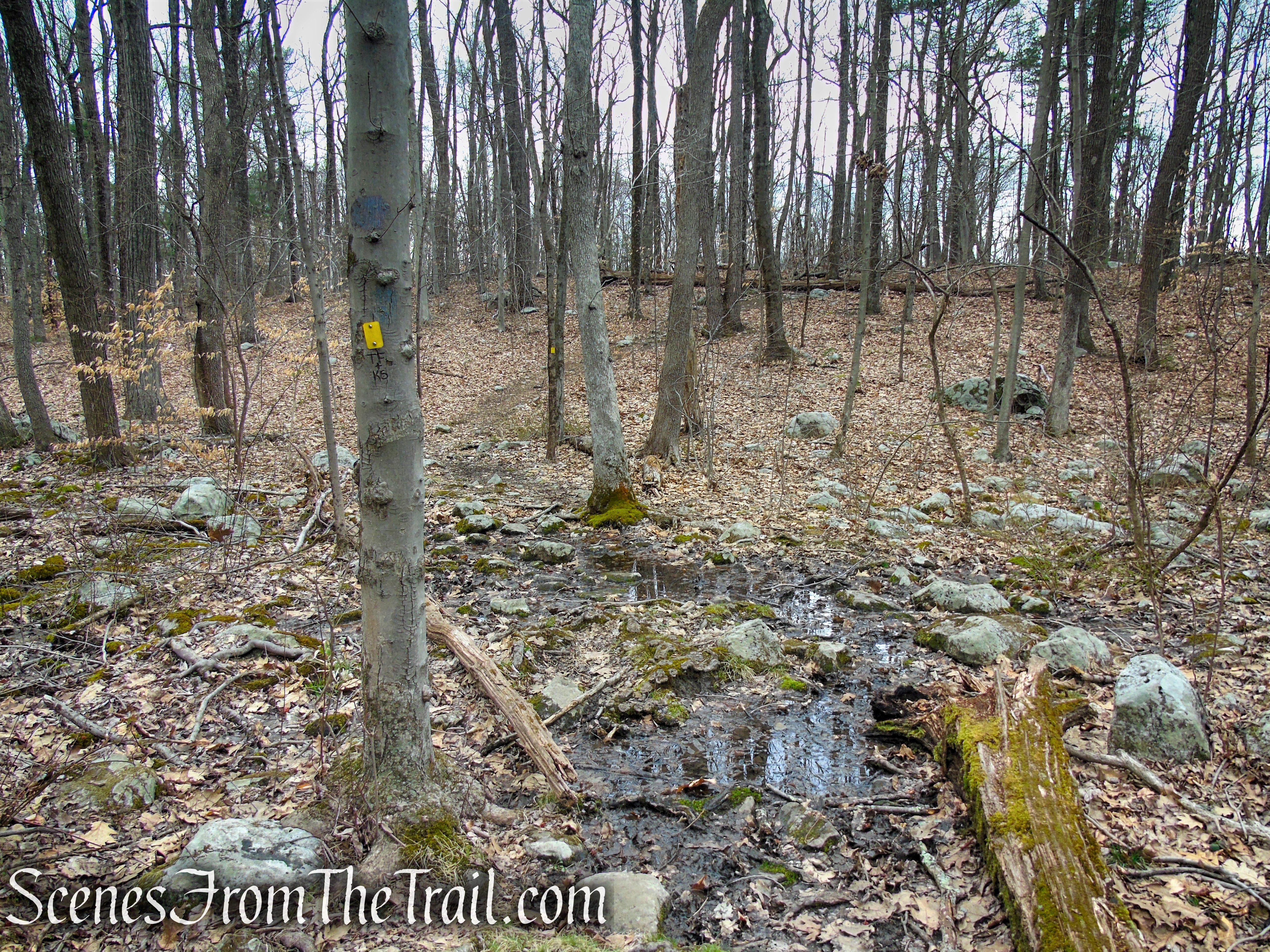 Cooper Union Trail – Ringwood State Park