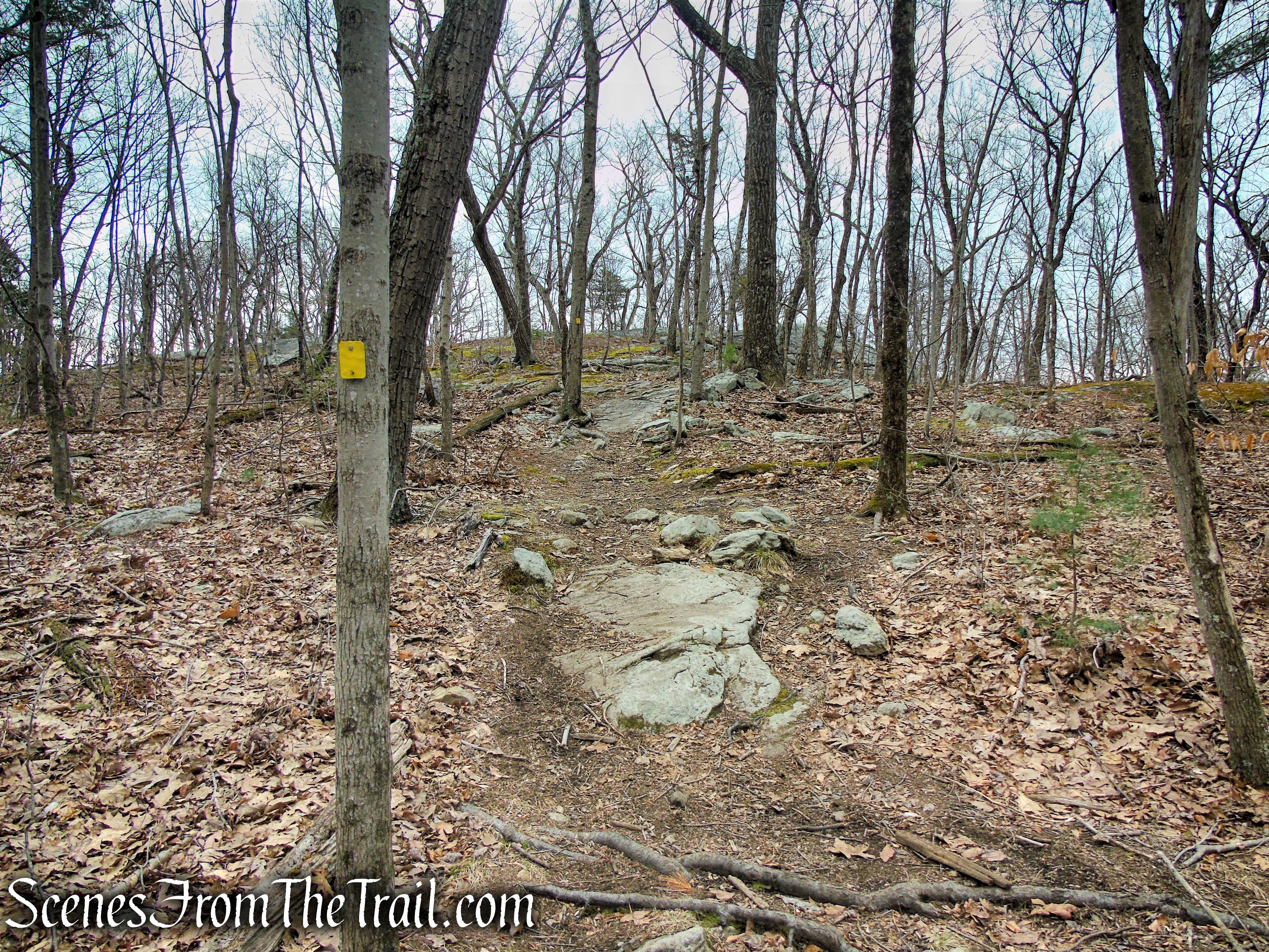 Cooper Union Trail – Ringwood State Park