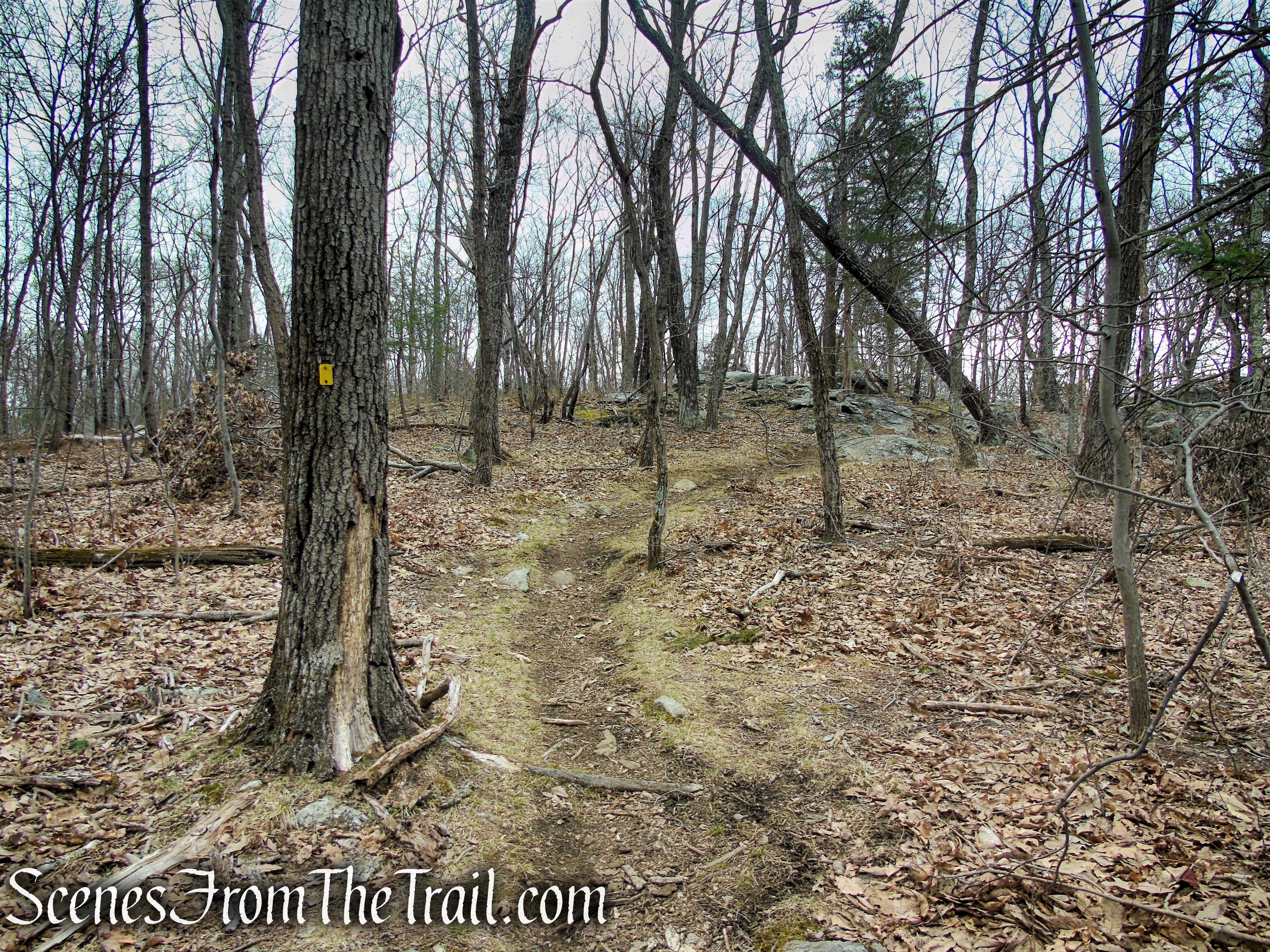 Cooper Union Trail – Ringwood State Park