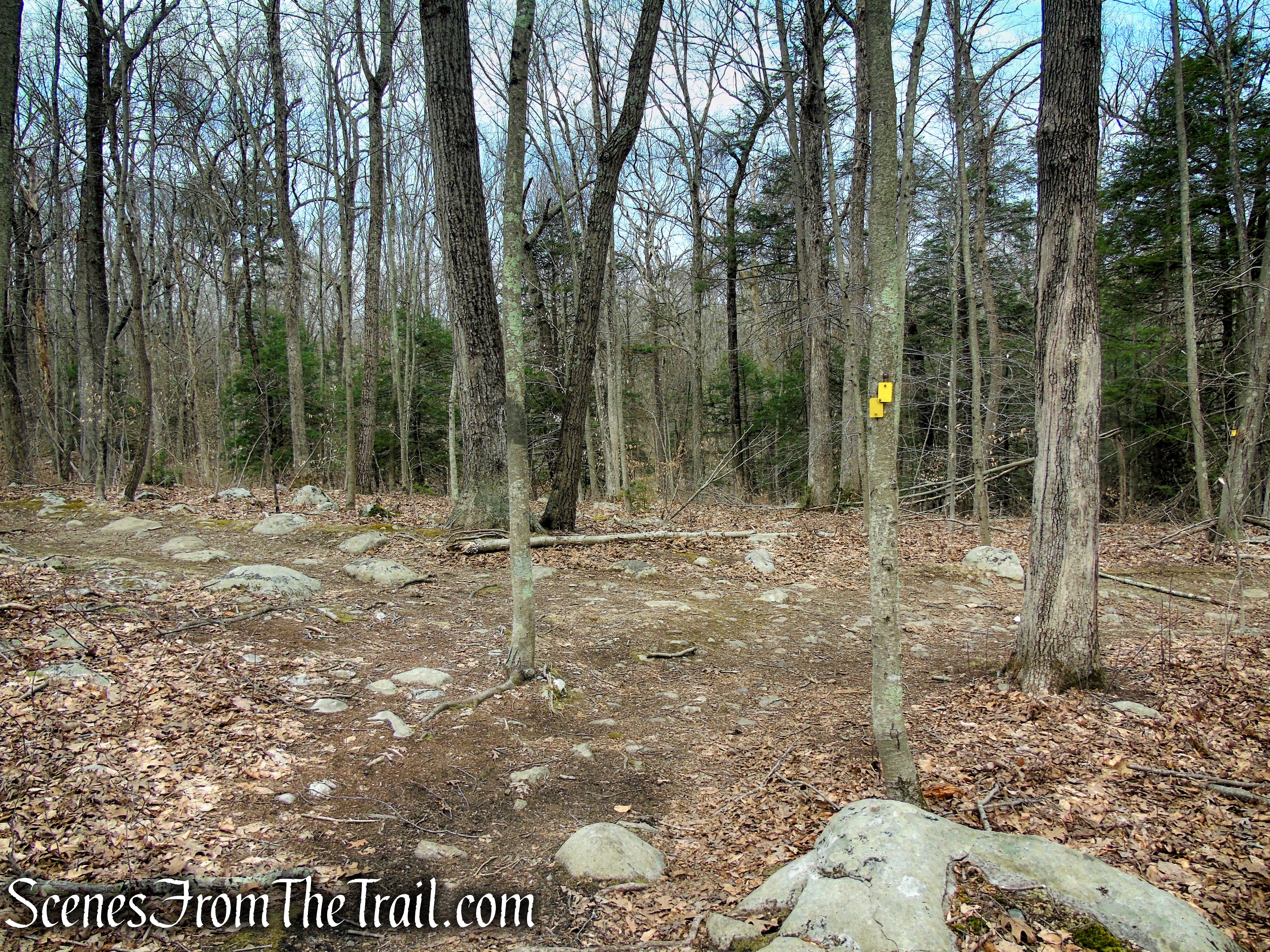 Cooper Union Trail – Ringwood State Park